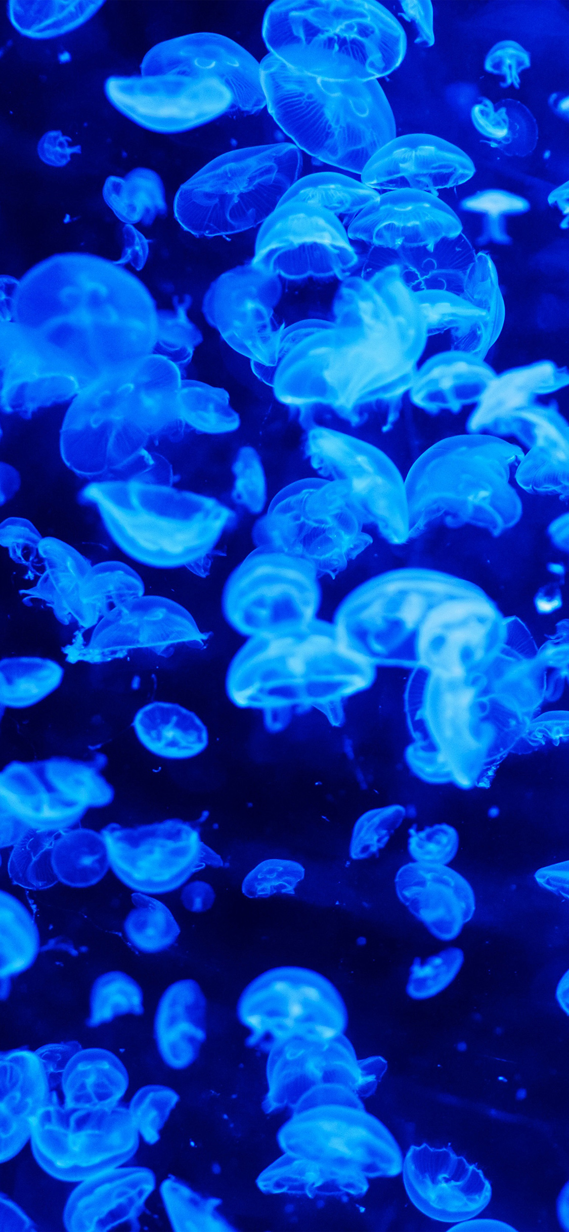 Meduse blu in acqua scura, 1125x2436 Verticale, iPhone