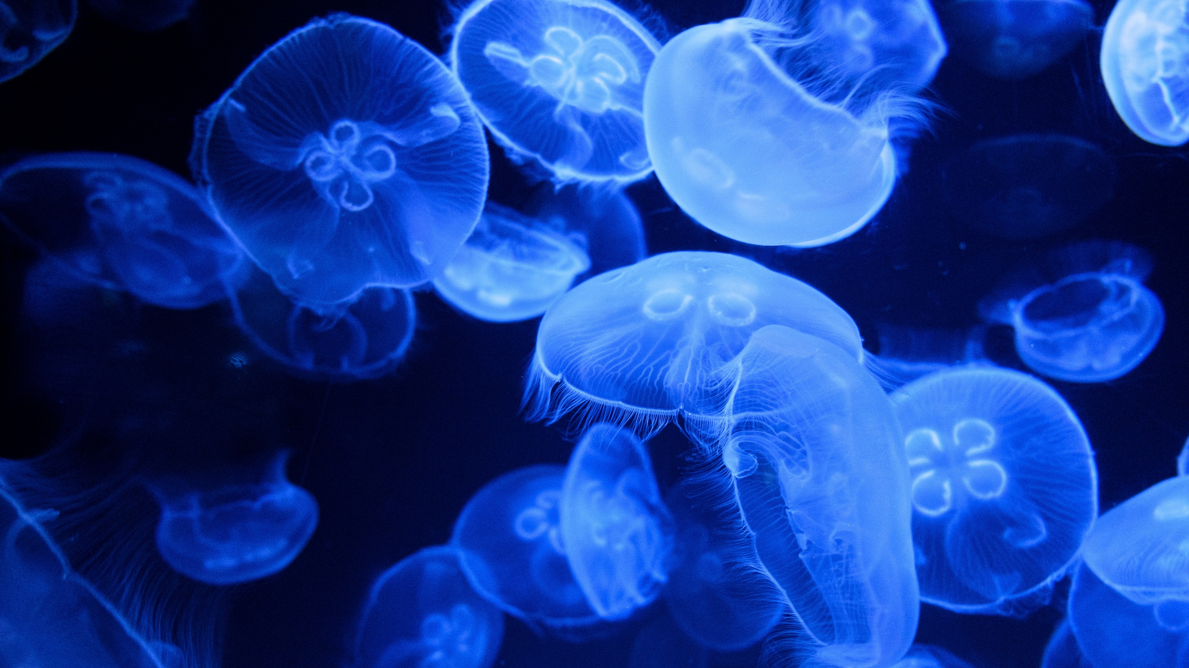 Meduse blu in acquario, 3840x2160 Ultra HD, 4K TV