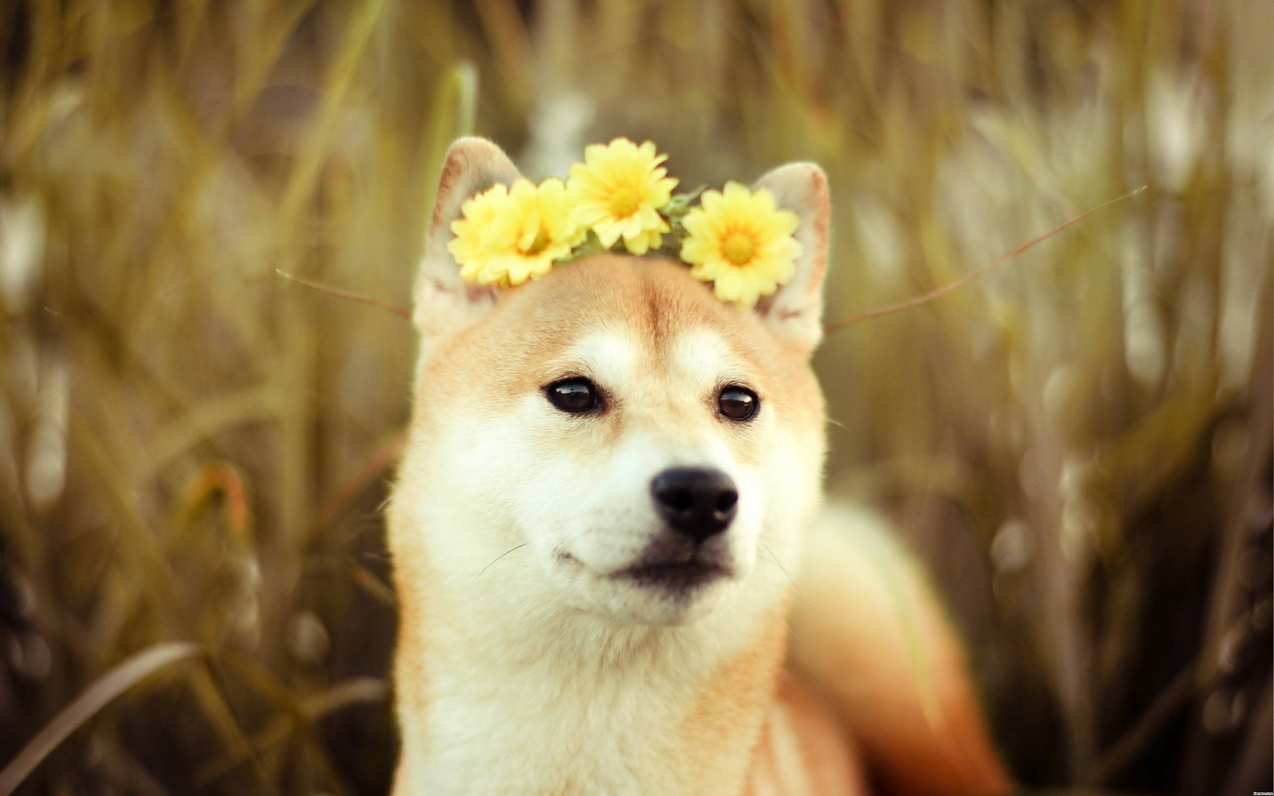 Shiba Inu con corona fiori, 2560x1600 WQXGA, MacBook Pro