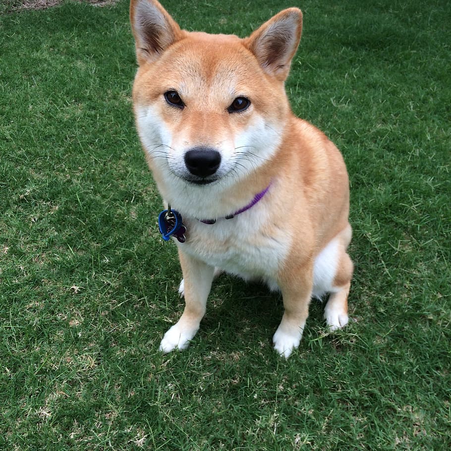 Cane Shiba Inu su prato, 910x910 HD, PC