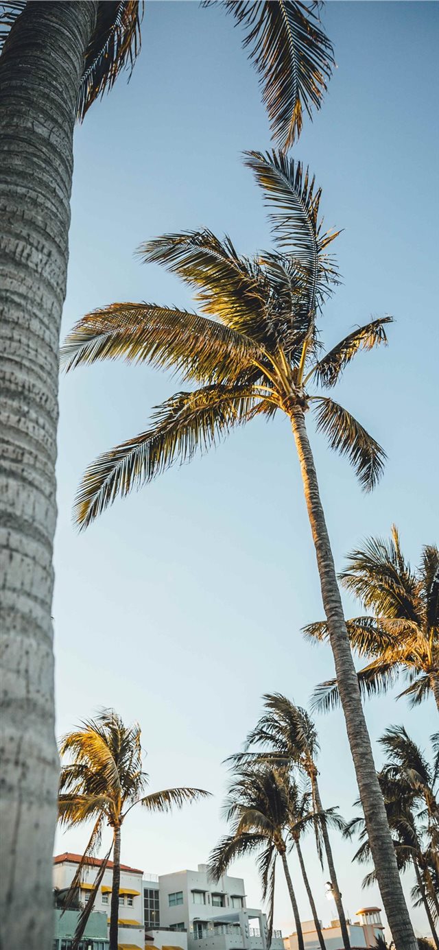 Palme tropicali cielo Miami, 640x1385 Verticale, Telefono