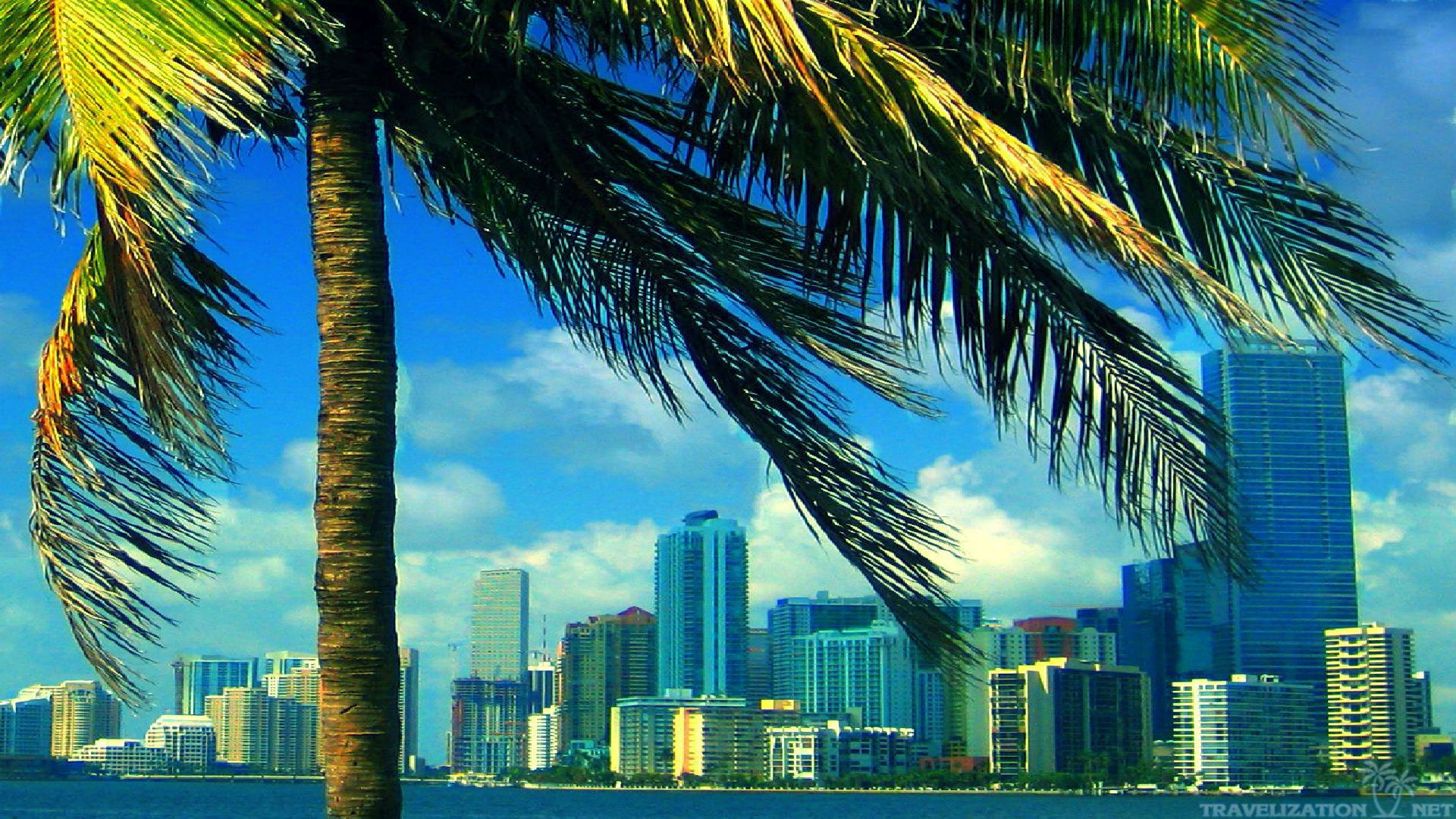 Skyline Miami con palma, 1920x1080 1080p, PC