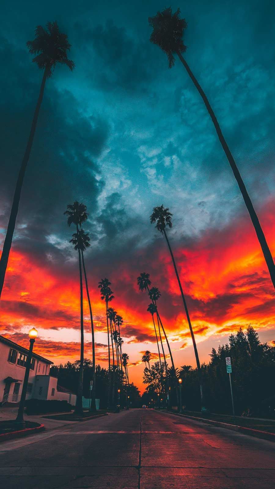 Palme e tramonto infuocato, 900x1600 Full HD Verticale, Smartphone