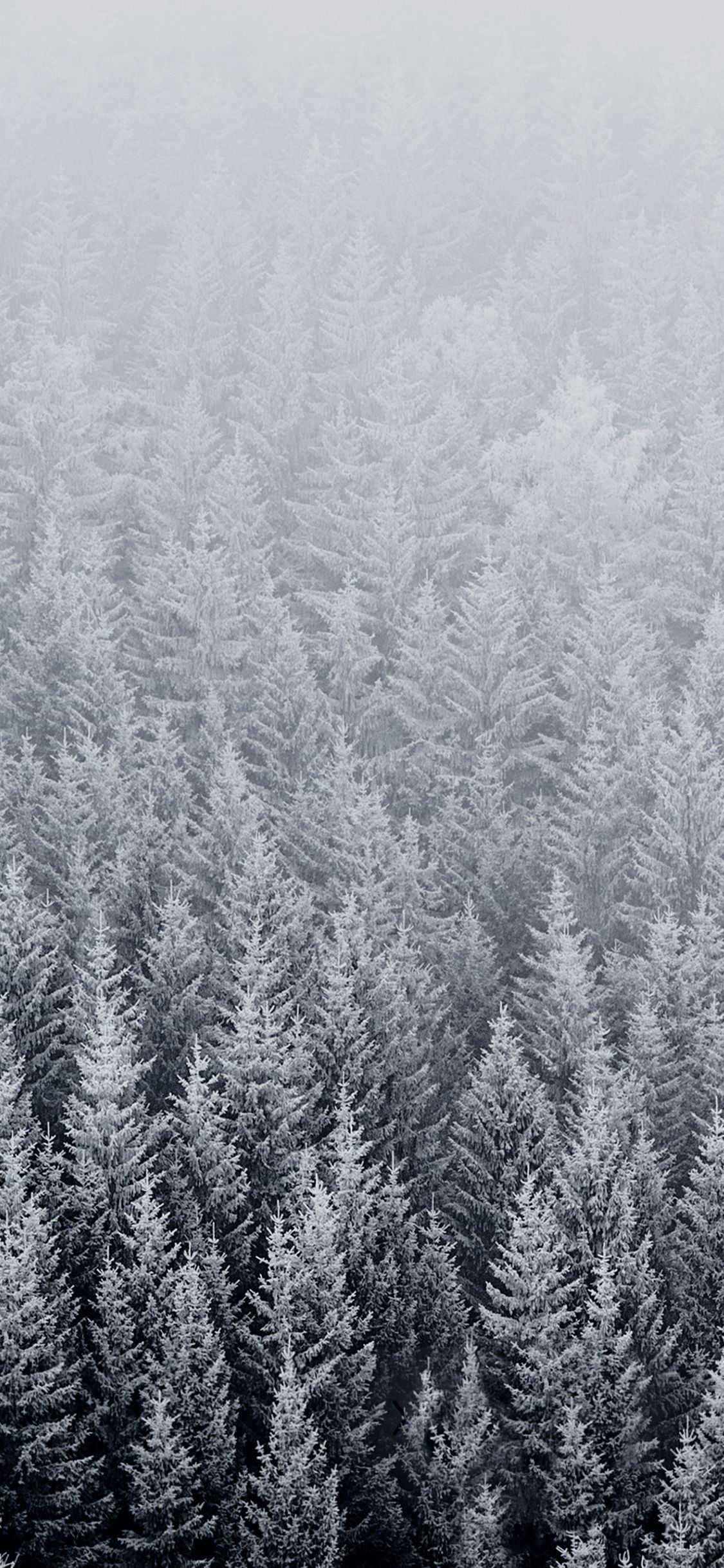 Foresta innevata nebbia, 1125x2436 Full HD Verticale, iPhone