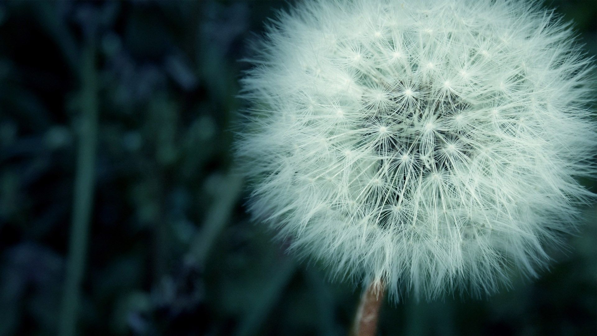 Soffione tarassaco su sfondo scuro, 1920x1080 Full HD 1080p, Desktop