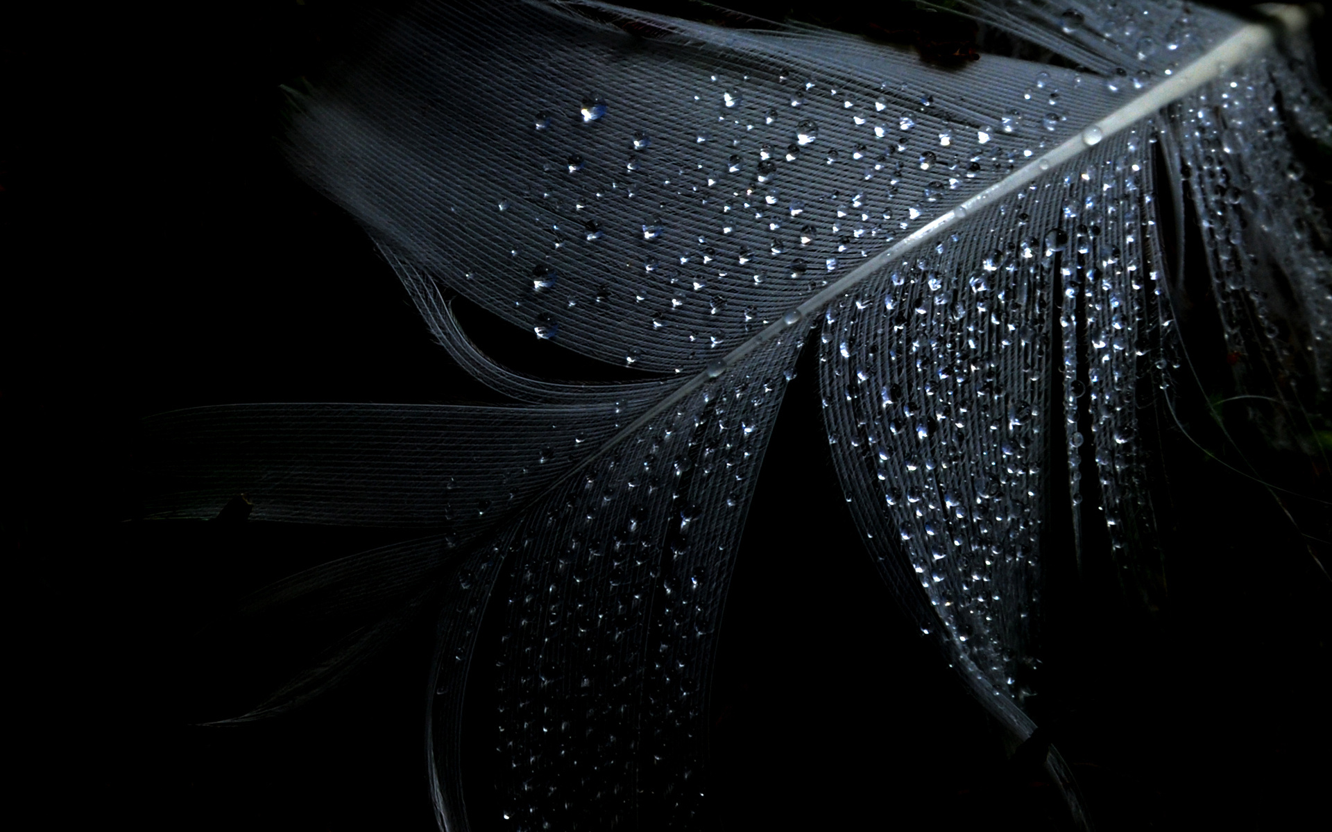 Piuma nera con gocce d'acqua, 1920x1200 WUXGA, PC