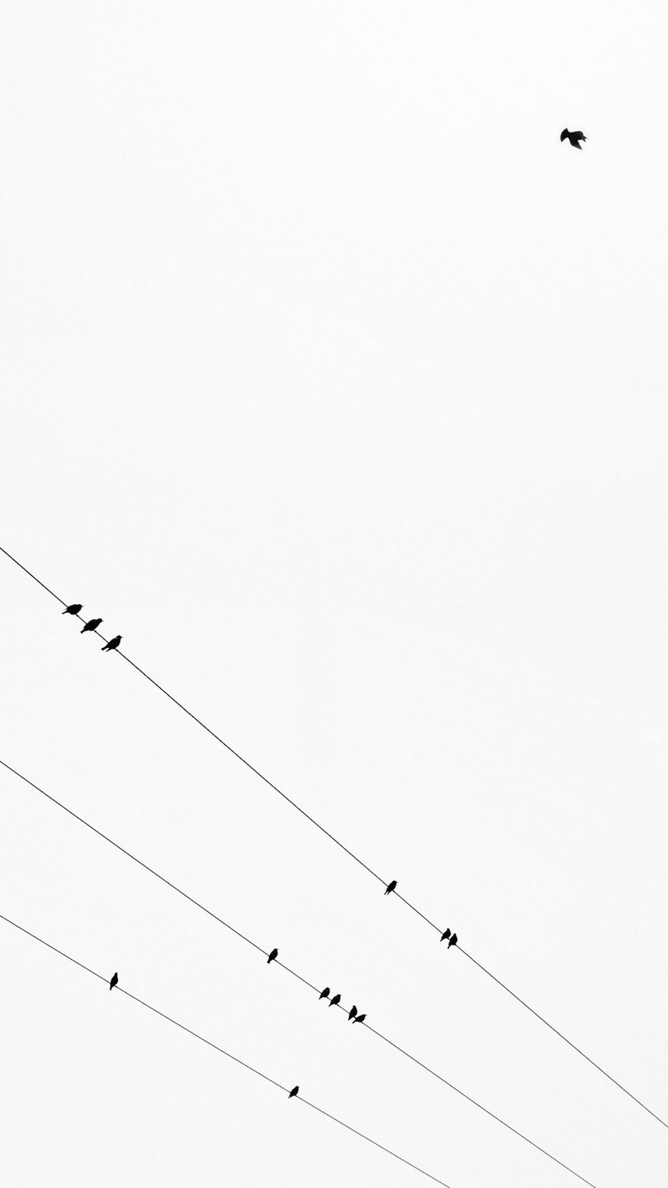 Uccelli su fili elettrici, 938x1668 Full HD Verticale, iPhone Air