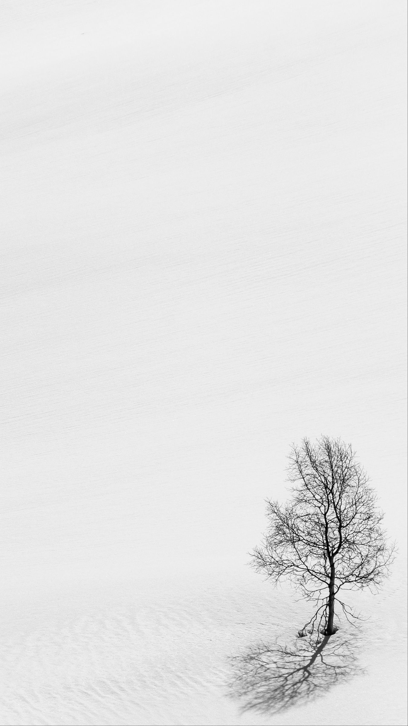 Albero solitario nella neve, 1350x2400 Full HD Verticale, iPhone Pro