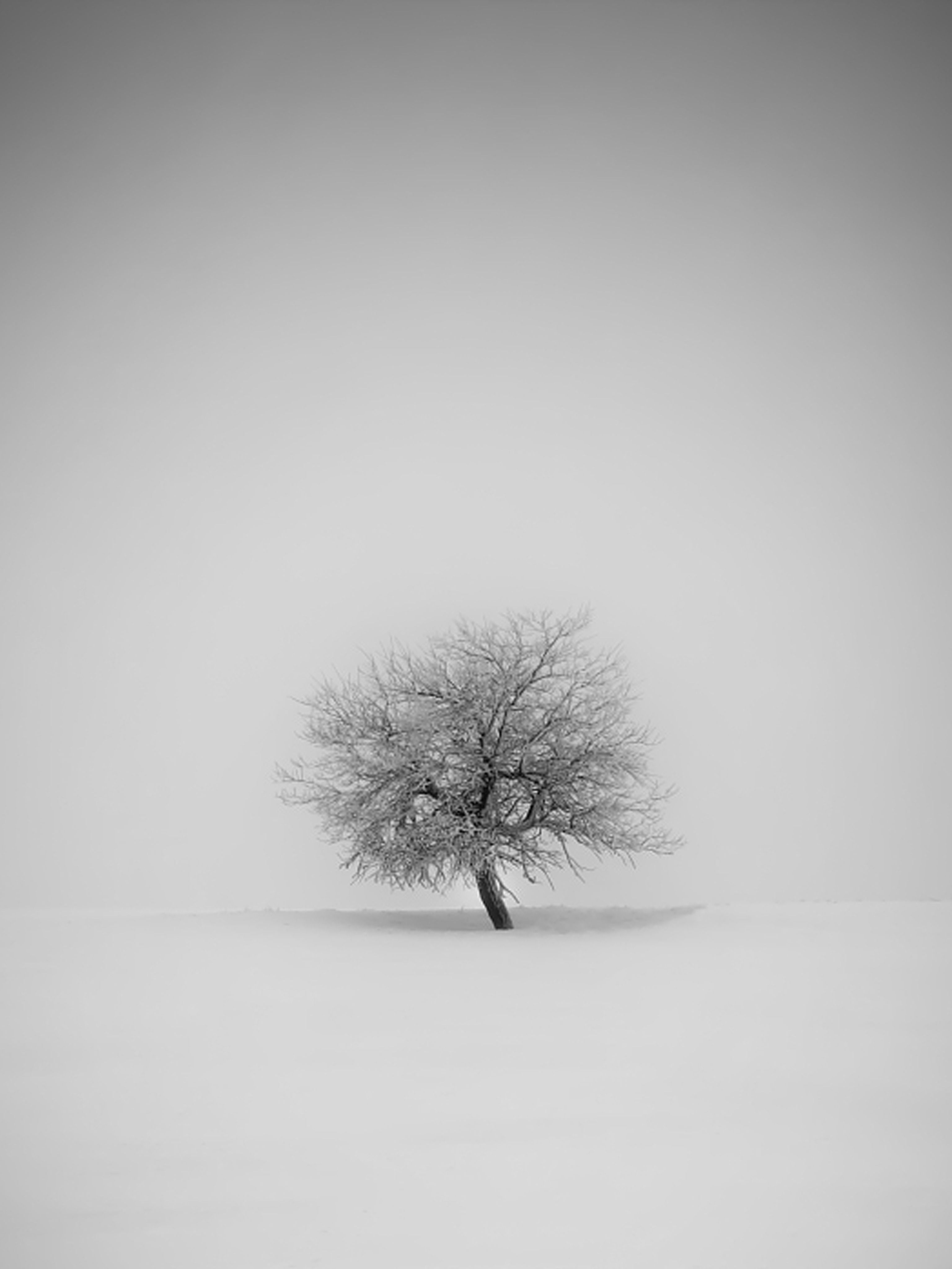 Albero solitario nella nebbia, 3072x4096 Verticale, iPhone Pro Max