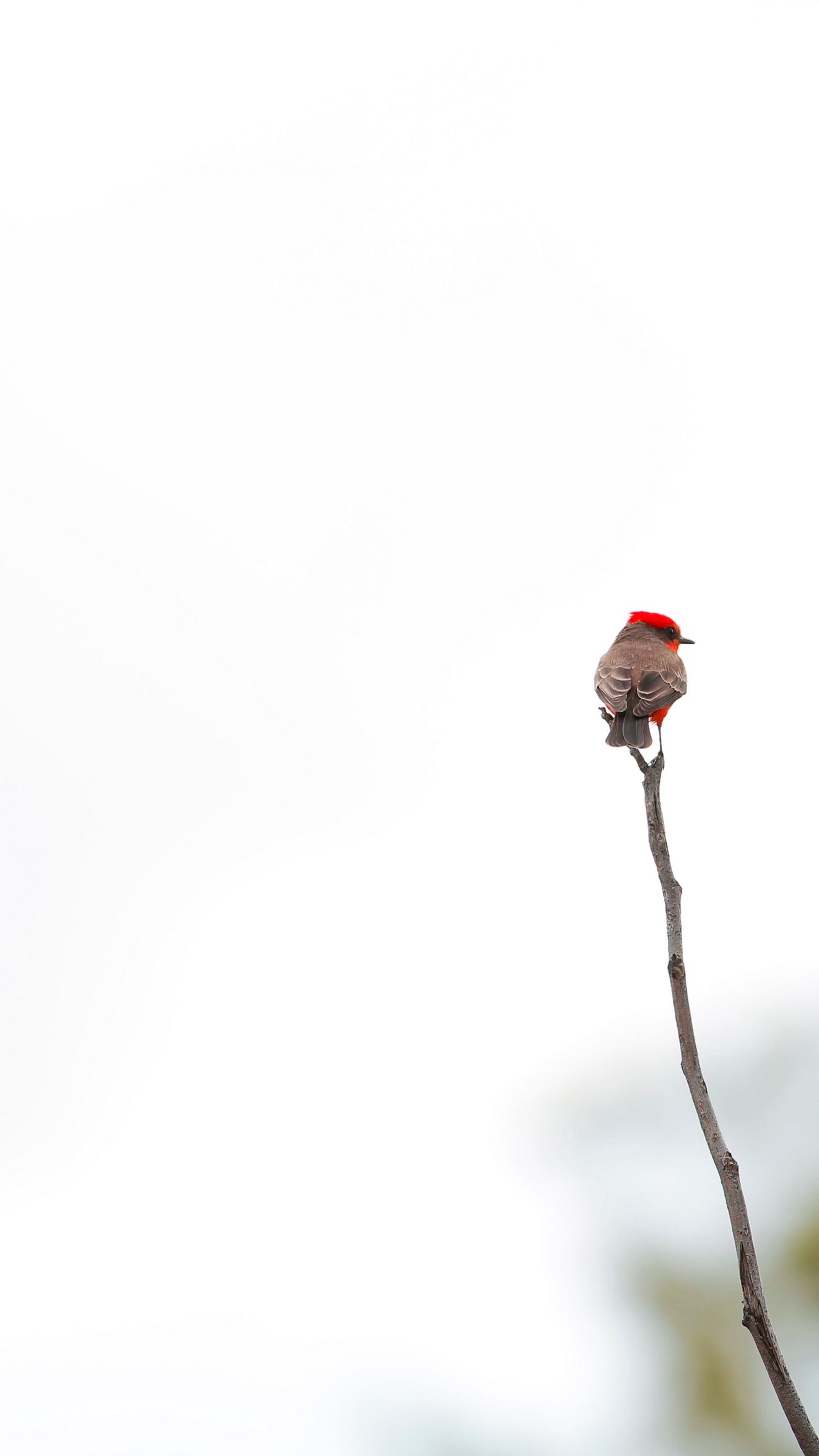 Uccellino su ramo, 1350x2400 Full HD Verticale, iPhone Air