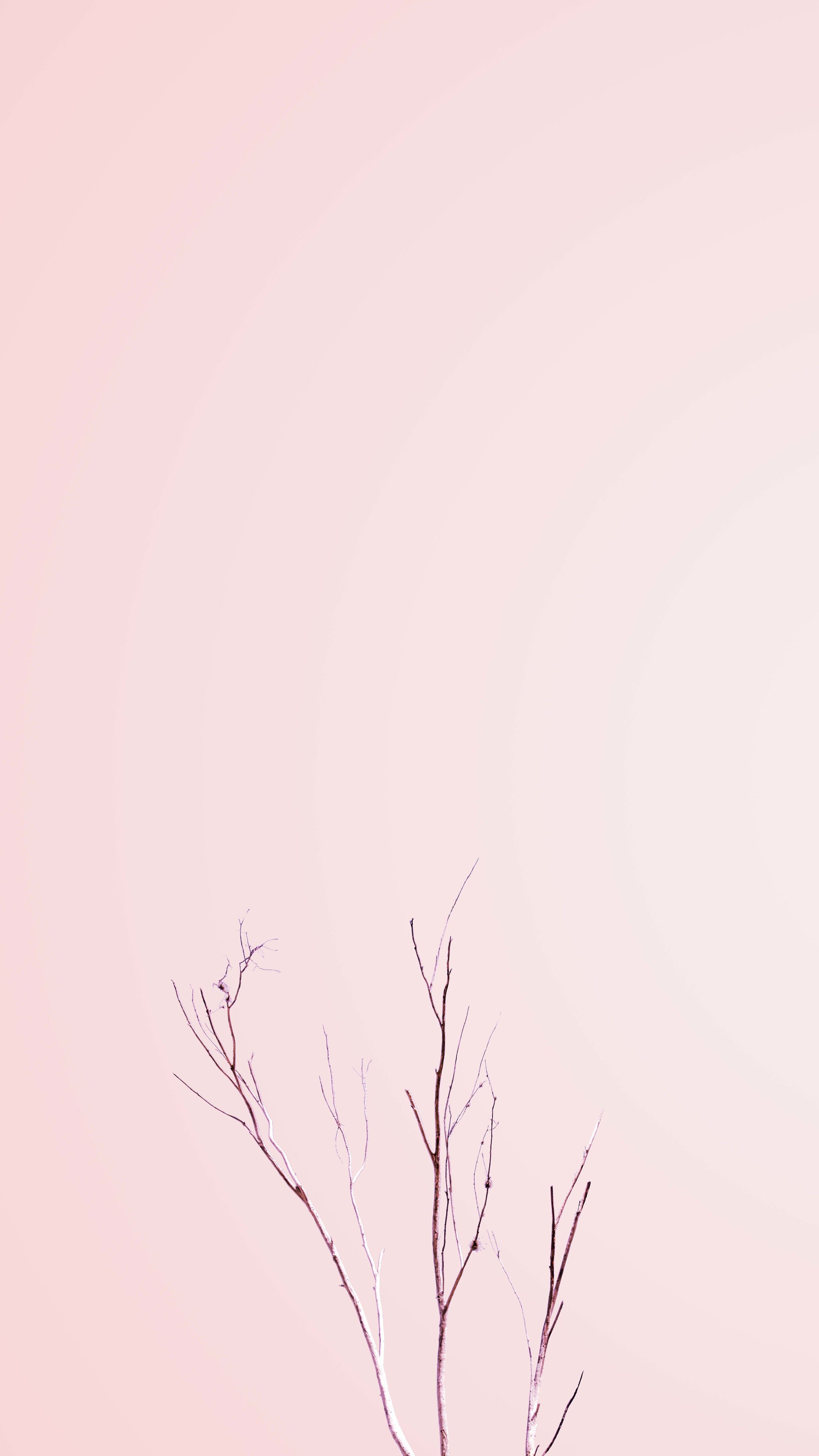 Rami spogli su rosa, 2880x5120 Verticale, iPhone Pro Max