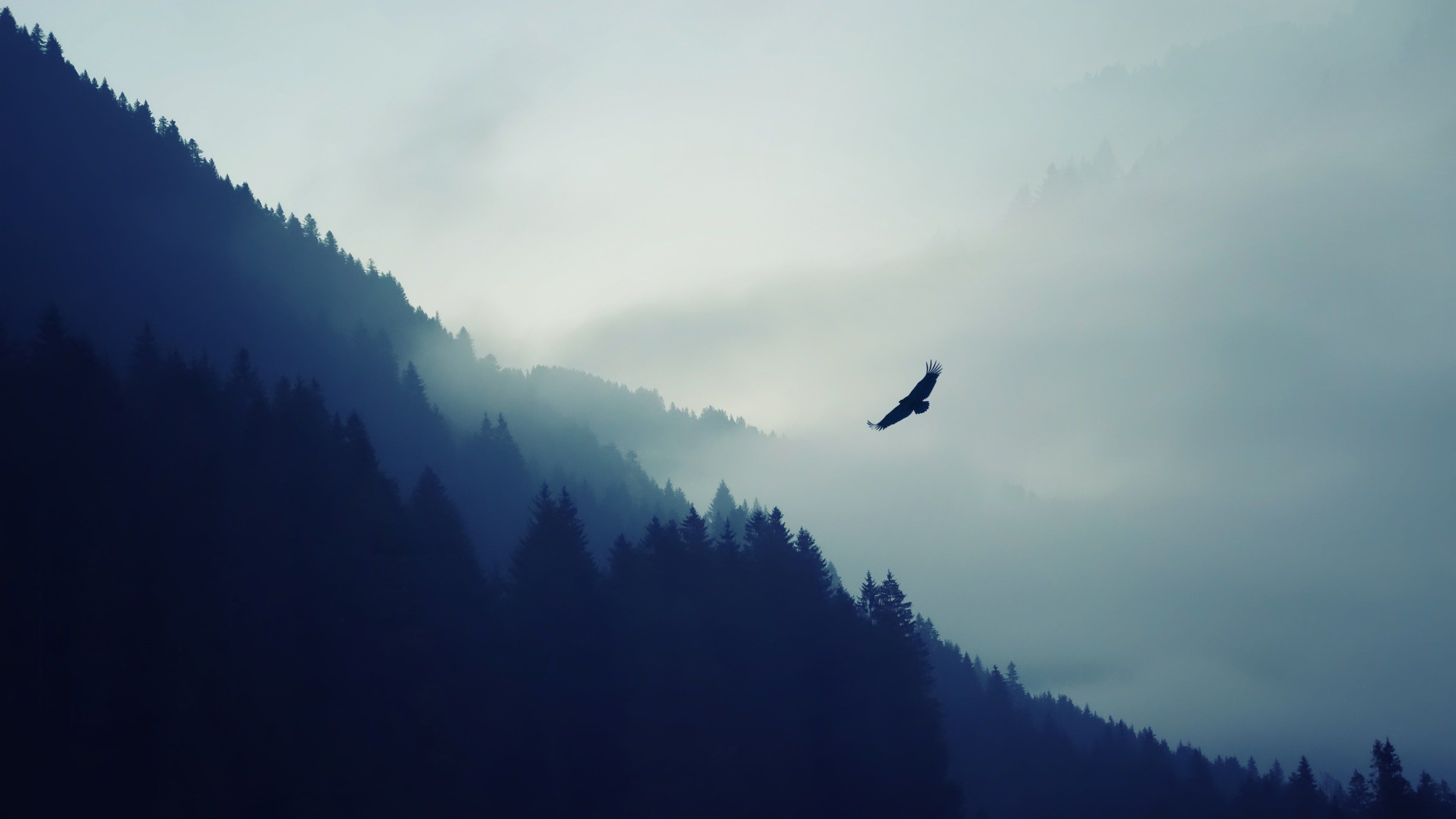 Aquila nella nebbia montana, 3840x2160 Ultra HD, 4K TV