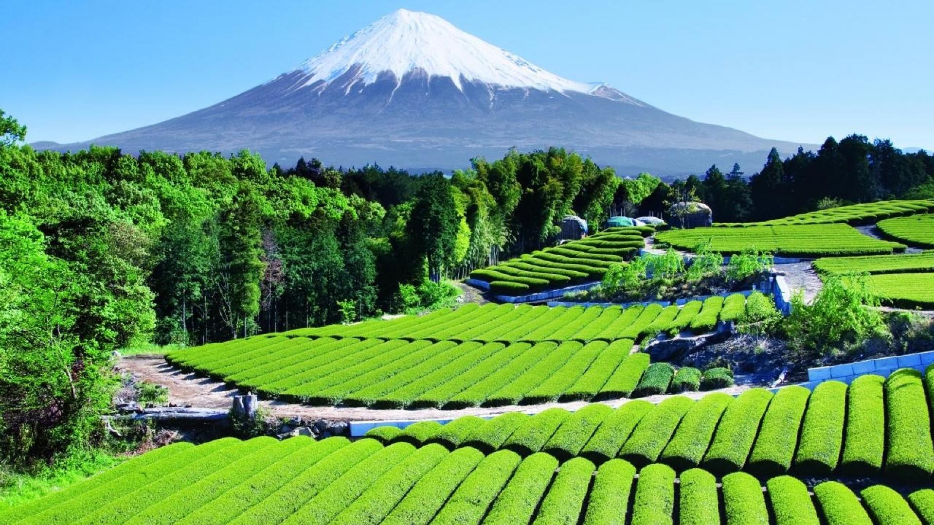 Monte Fuji e piantagione di tè, 1920x1080 Full HD 1080p, Desktop