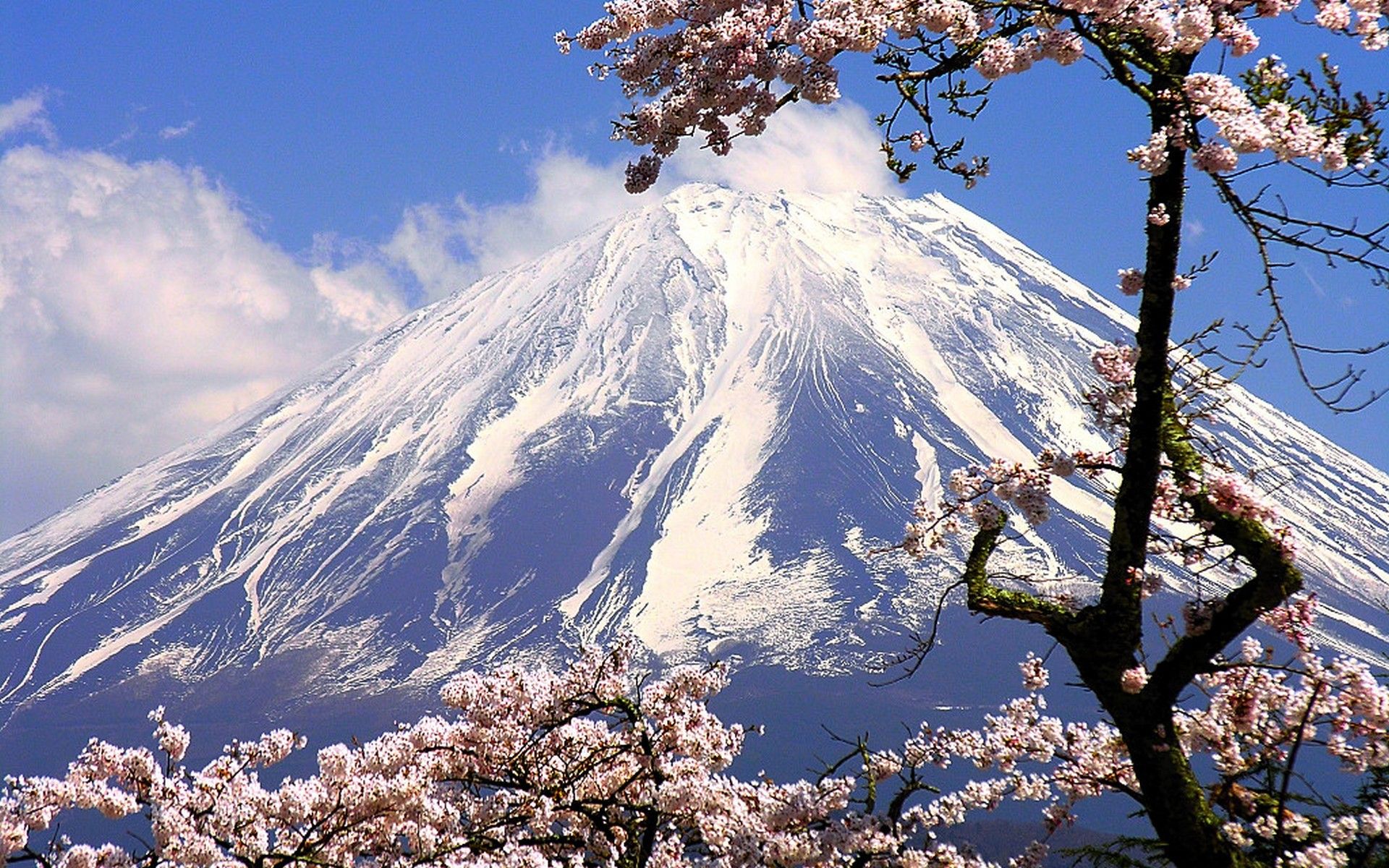 Monte Fuji con ciliegi in fiore, 1920x1200 Full HD+, Laptop