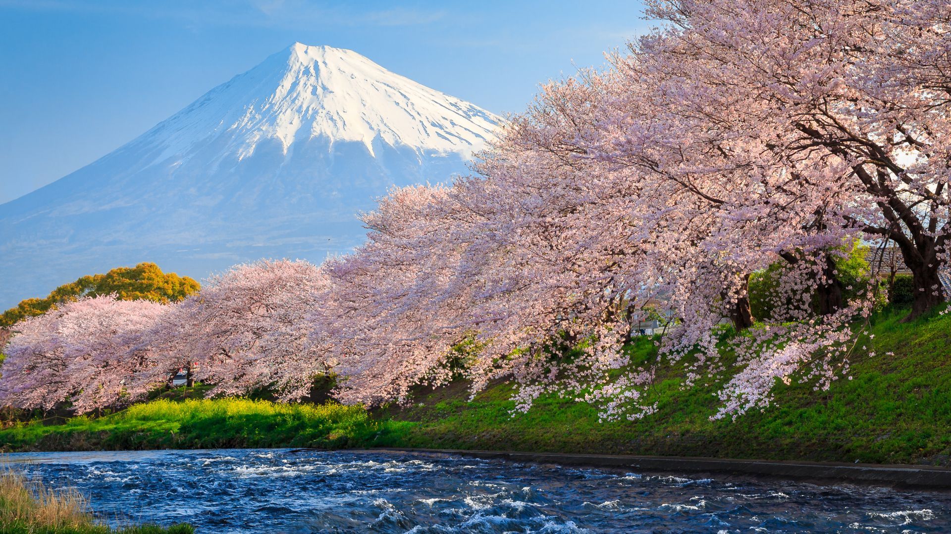 Monte Fuji, sakura, fiume, 1920x1080 Full HD, Desktop