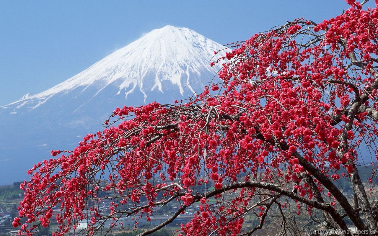 Monte Fuji e sakura rosa, 1280x800 720p, PC