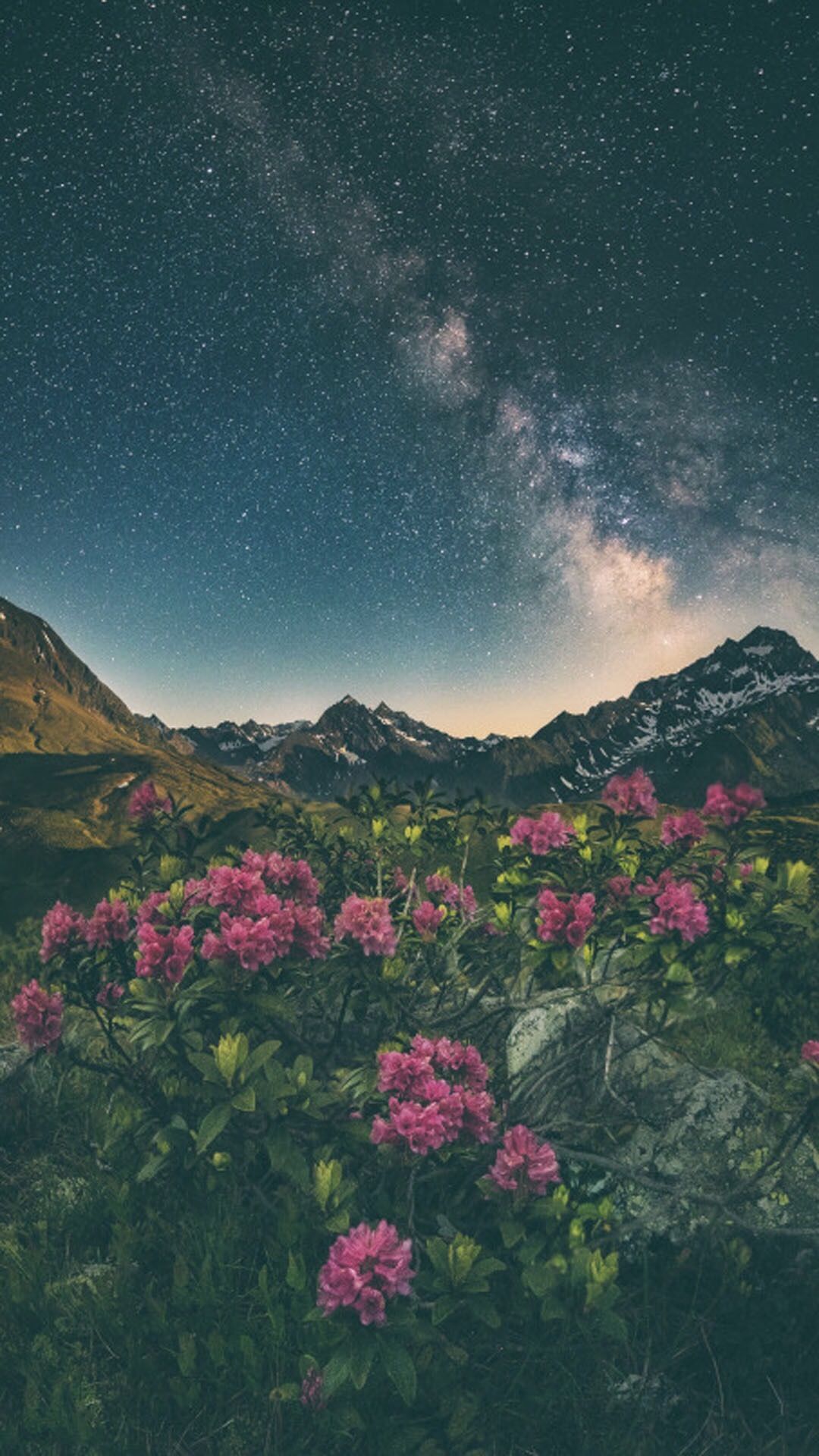 Montagne notte fiori rosa, 1080x1920 Full HD Verticale, iPhone