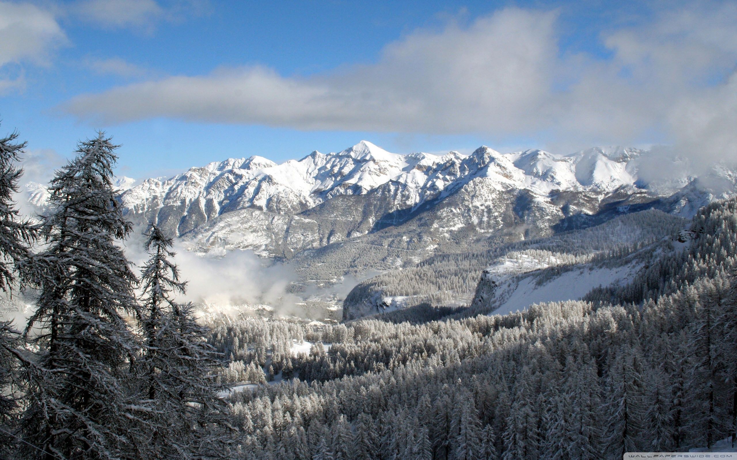 Montagne innevate con abeti, 2560x1600 2K+, Desktop