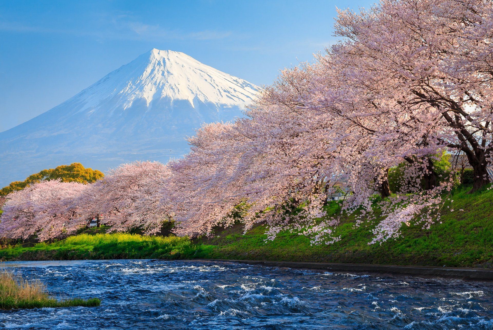 Monte Fuji con ciliegi in fiore, 1920x1285 Full HD+ WUXGA, PC Desktop