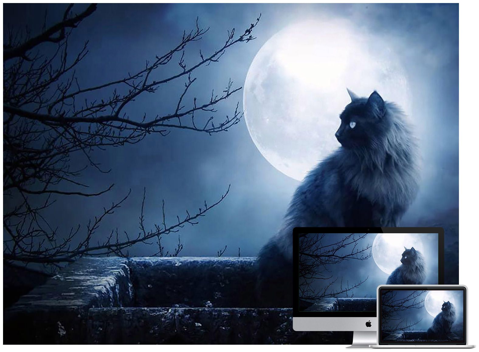 Gatto nero sotto luna piena, 1576x1159 720p, Laptop