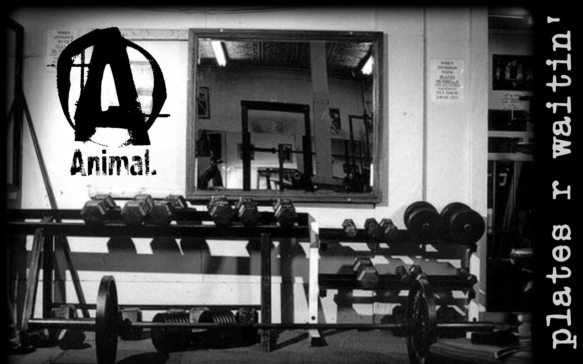 Palestra logo Animal bianco nero, 1920x1200 Full HD+ WUXGA, Desktop