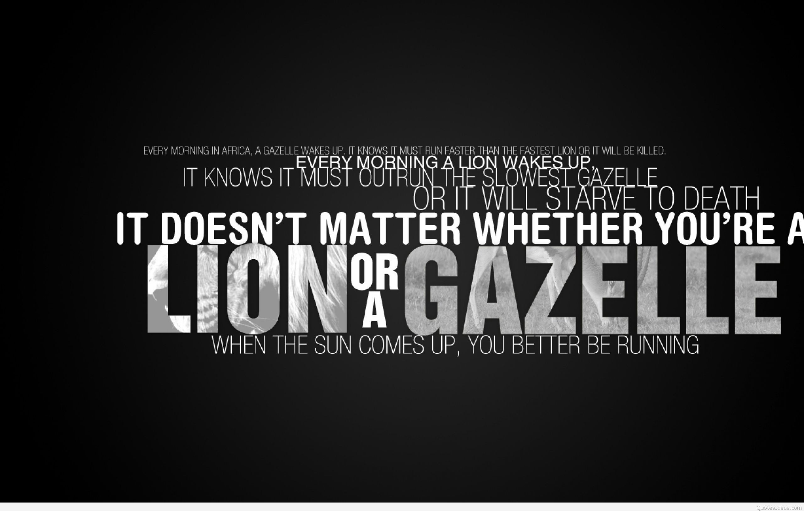 citazione motivazionale corsa leone gazzella, 2560x1627 WQXGA, Desktop