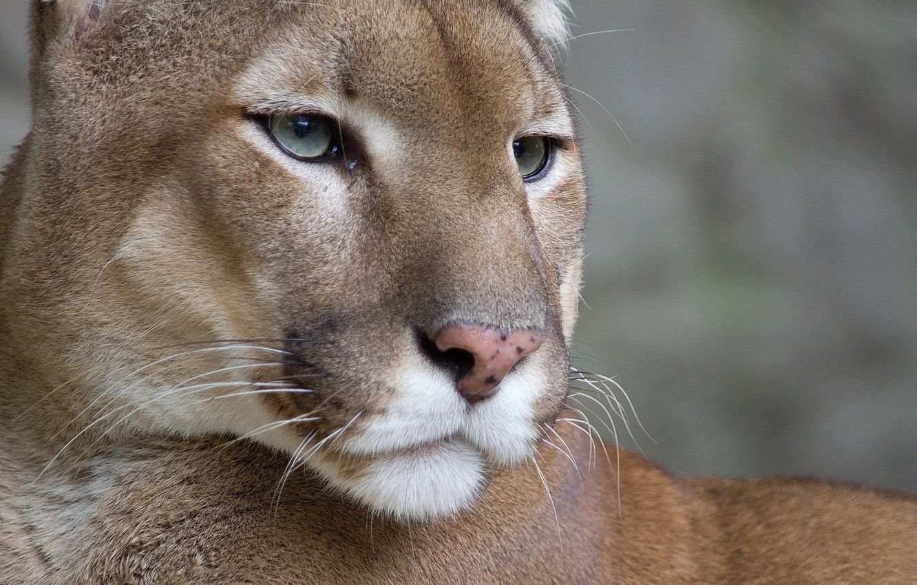 Puma seduto su collina erbosa, 1332x850 720p, PC
