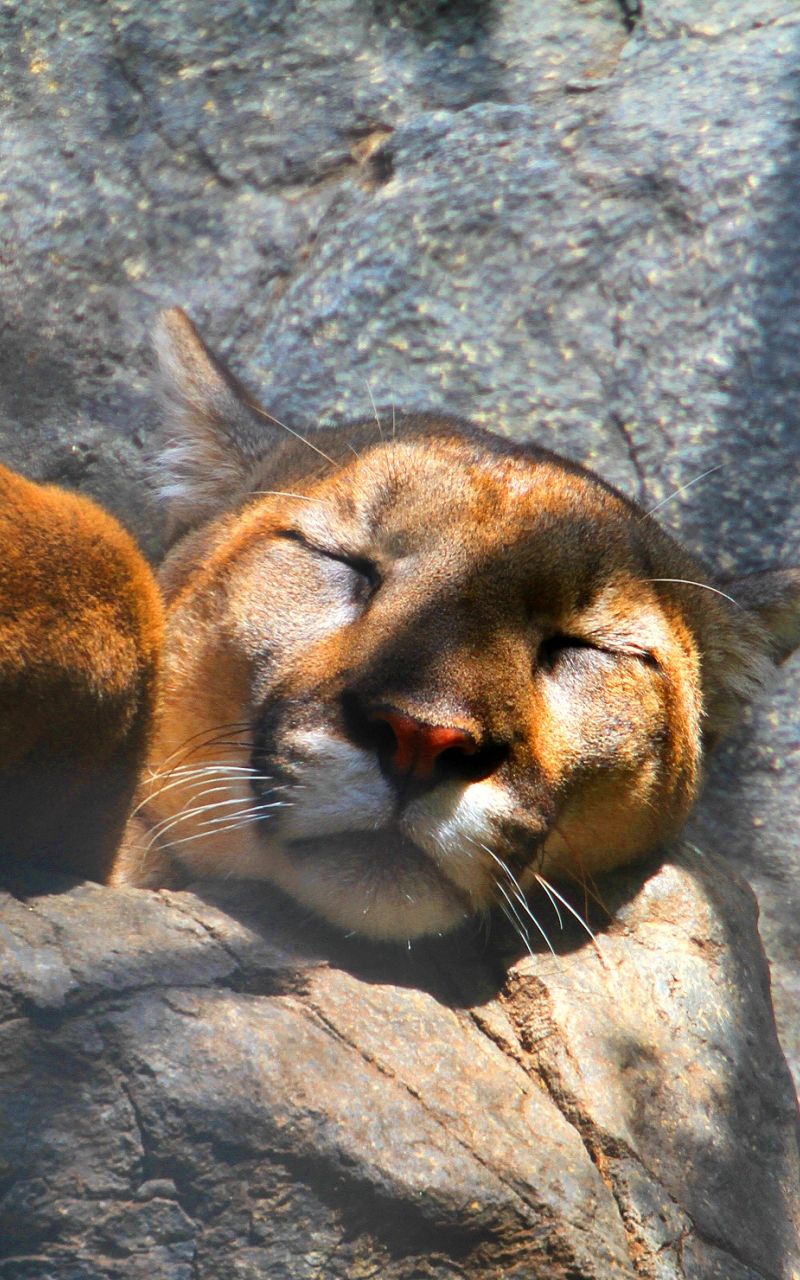 Puma volto ravvicinato, 1332x850 HD, ROG Asus Laptop
