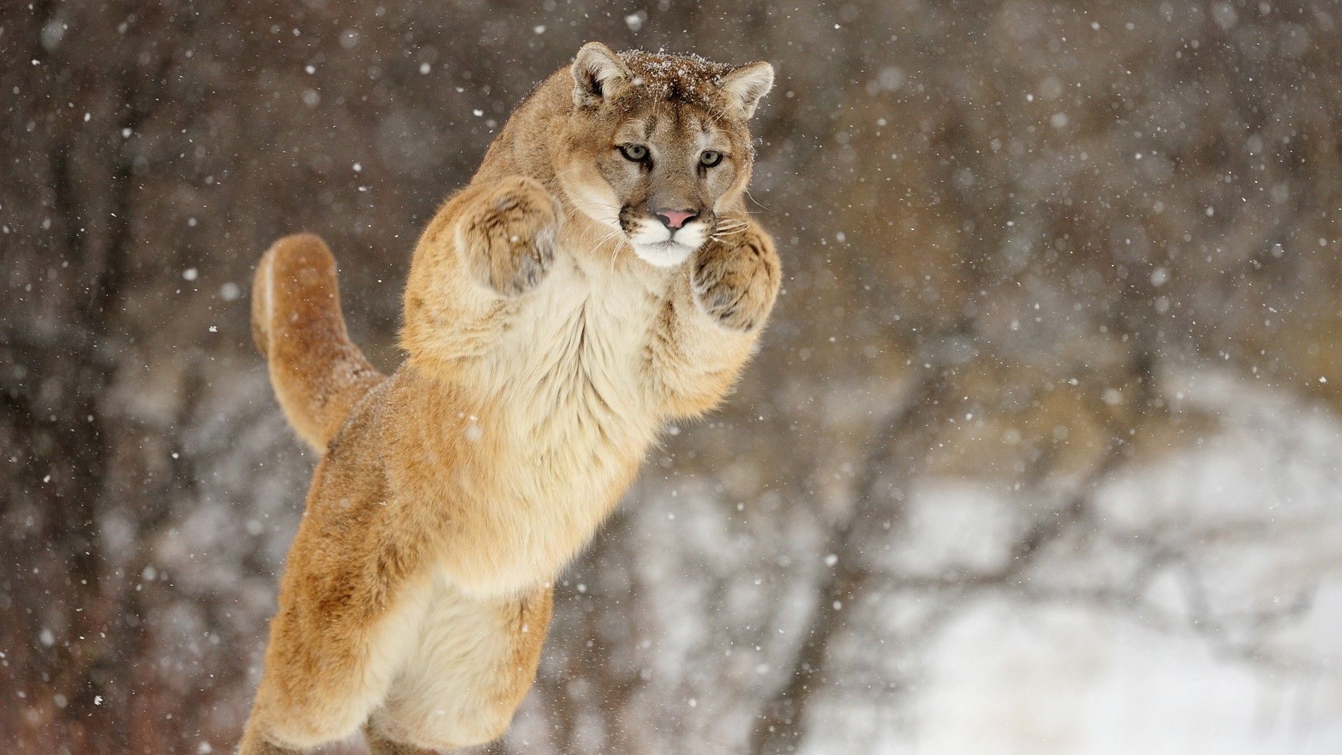 Puma addormentato su roccia, 800x1280 Full HD Verticale, Smartphone