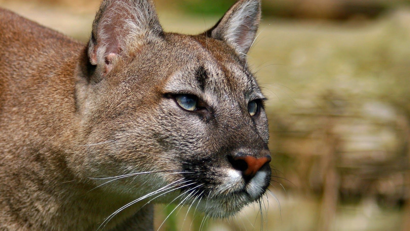 Puma seduto su roccia nevosa, 1600x1198 900p, Desktop