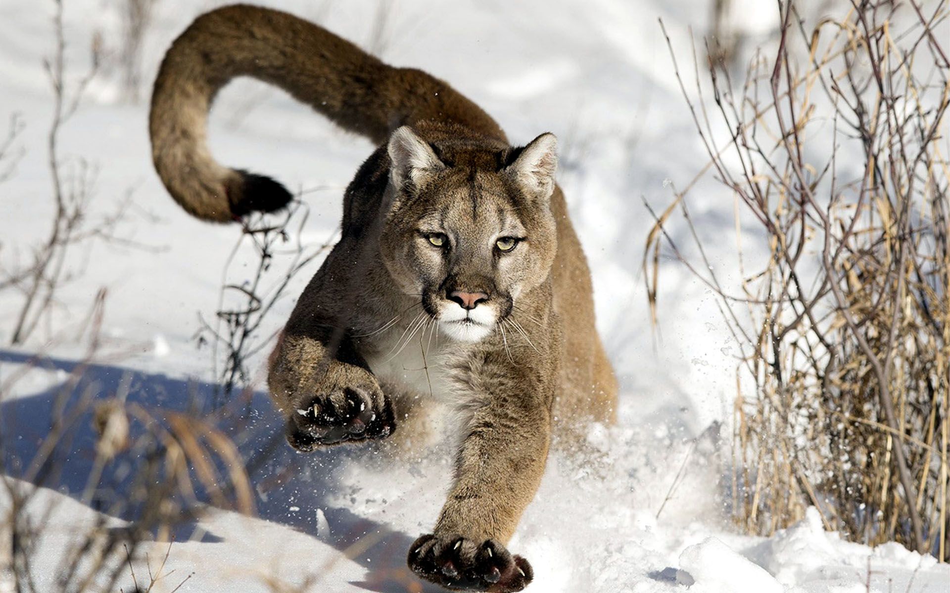 Cuccioli di puma nella neve, 1920x1200 Full HD+, Desktop