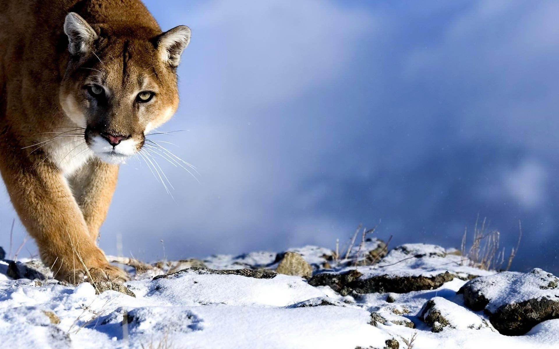 Puma seduto su neve, 1600x1000 HD, Lenovo Legion
