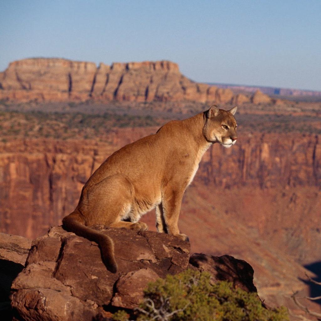 Puma nella neve, 1920x1080 Full HD, Laptop