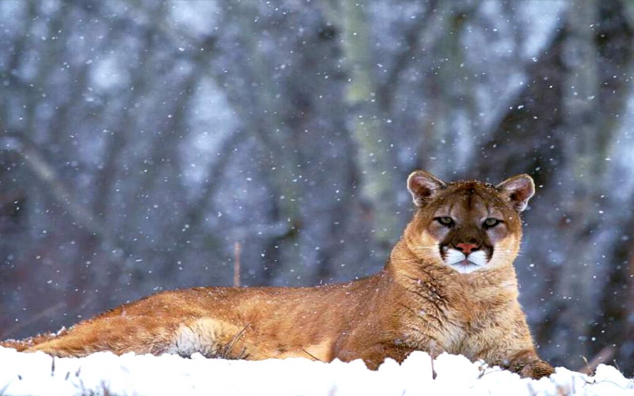 Puma seduto su roccia canyon, 1024x1024 HD, PC Desktop