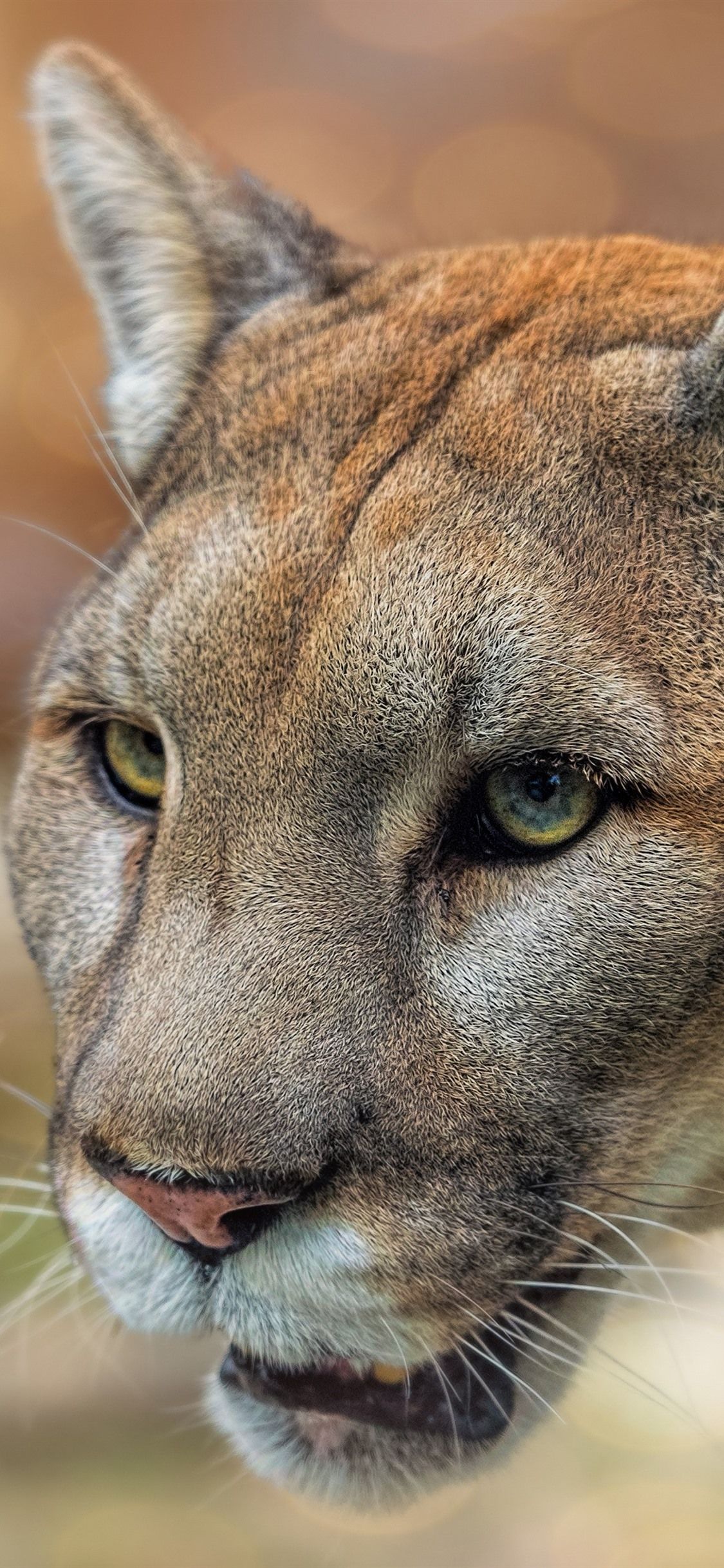 Leopardo delle nevi su roccia, 2560x1600 2K, Desktop