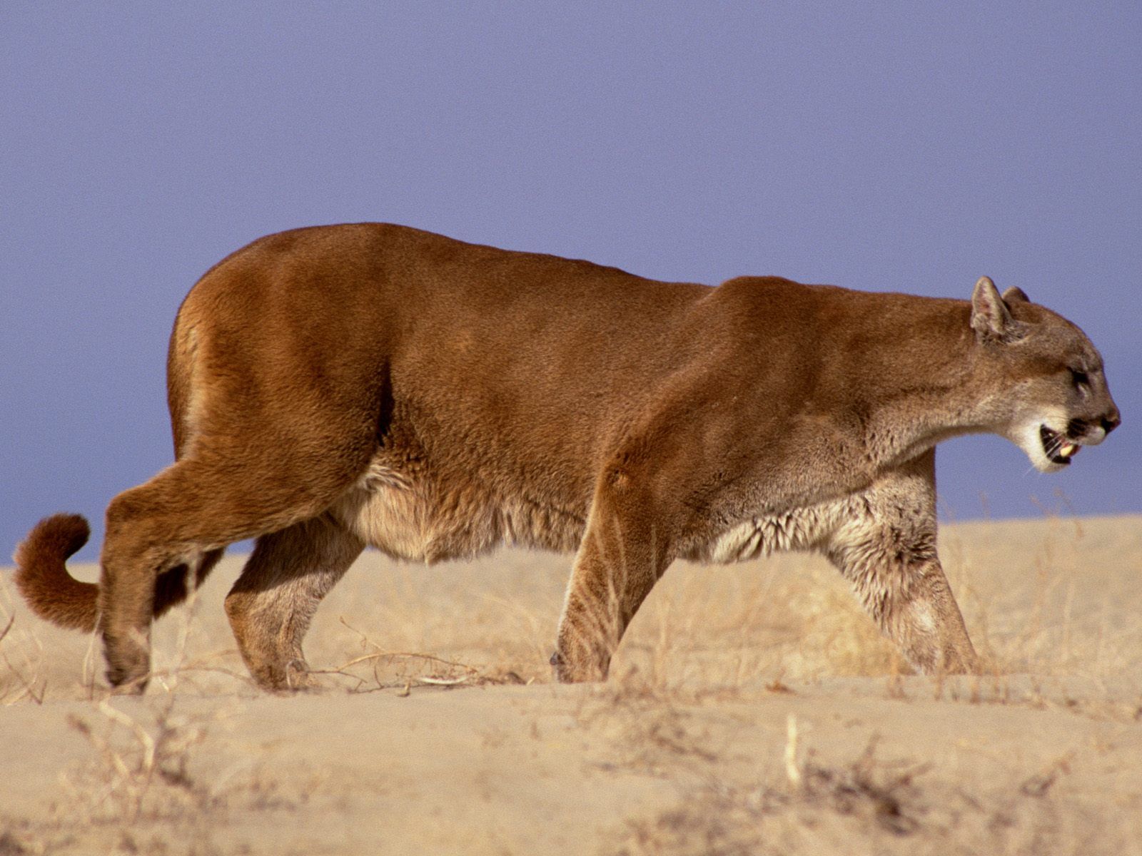 Puma volto ravvicinato, 1125x2436 Full HD Verticale, iPhone
