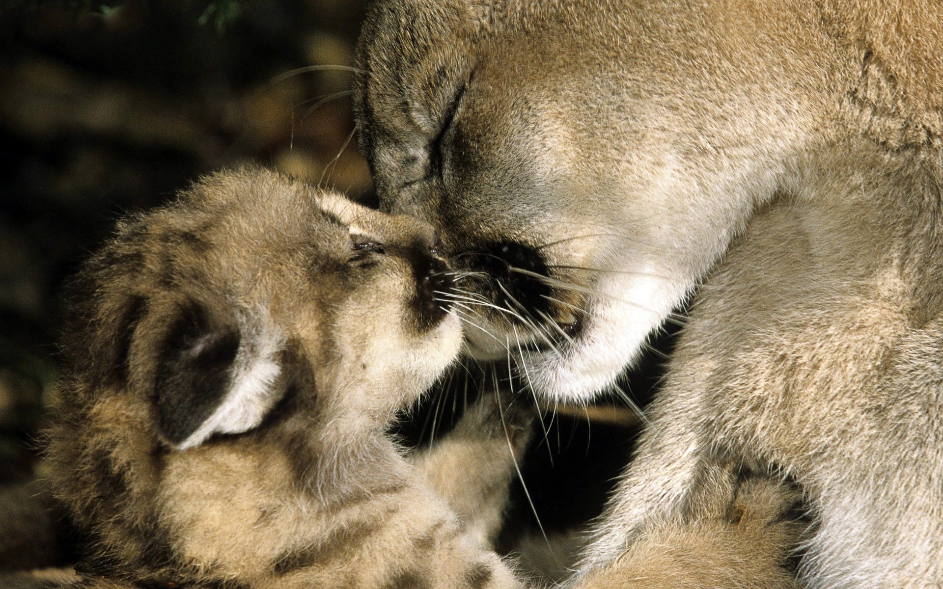 Puma cammina su sabbia, 1600x1200 900p, Desktop