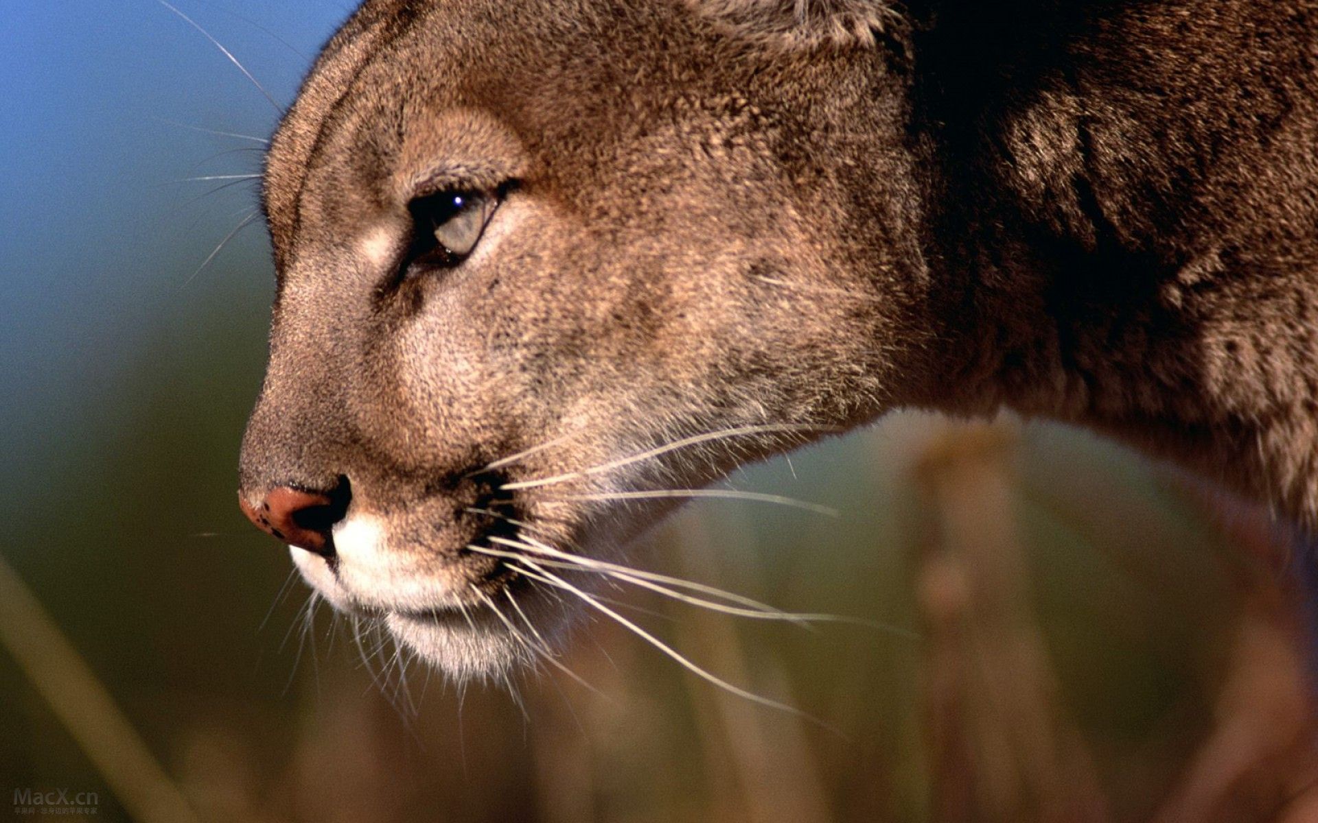 Puma adulto e cucciolo, 1920x1200 Full HD+ WUXGA, Laptop