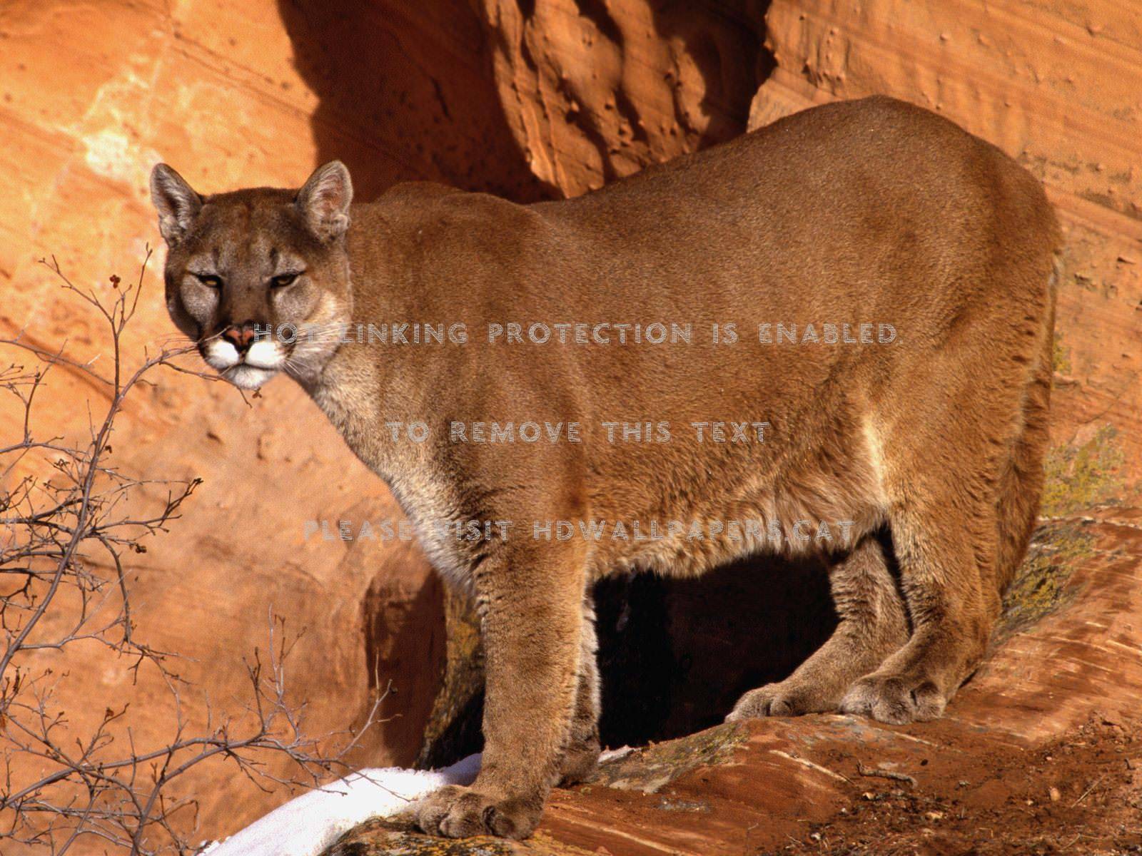 Puma su roccia innevata, 1920x1080 Full HD 1080p, PC