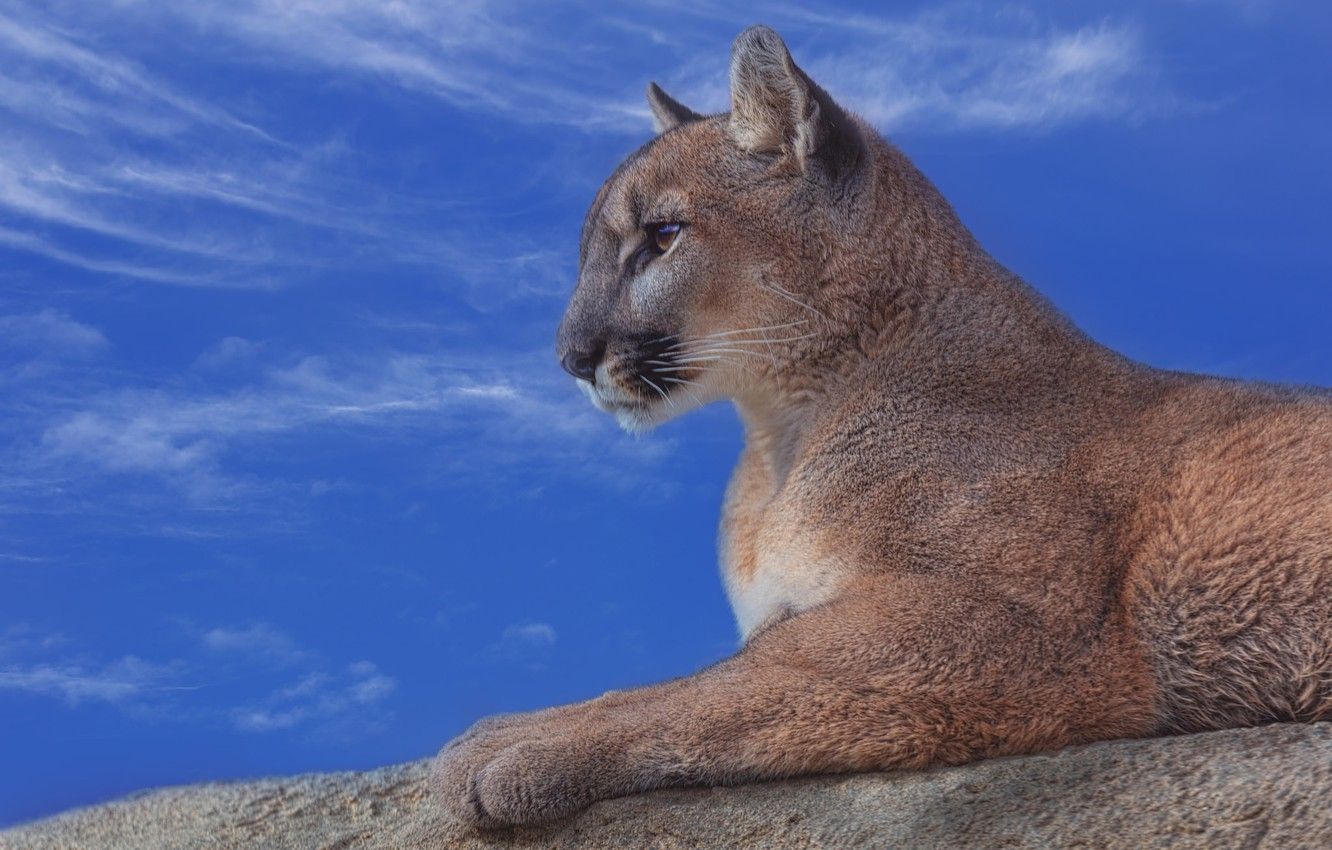 Leone sdraiato nella savana, 1920x1200 Full HD+, Laptop