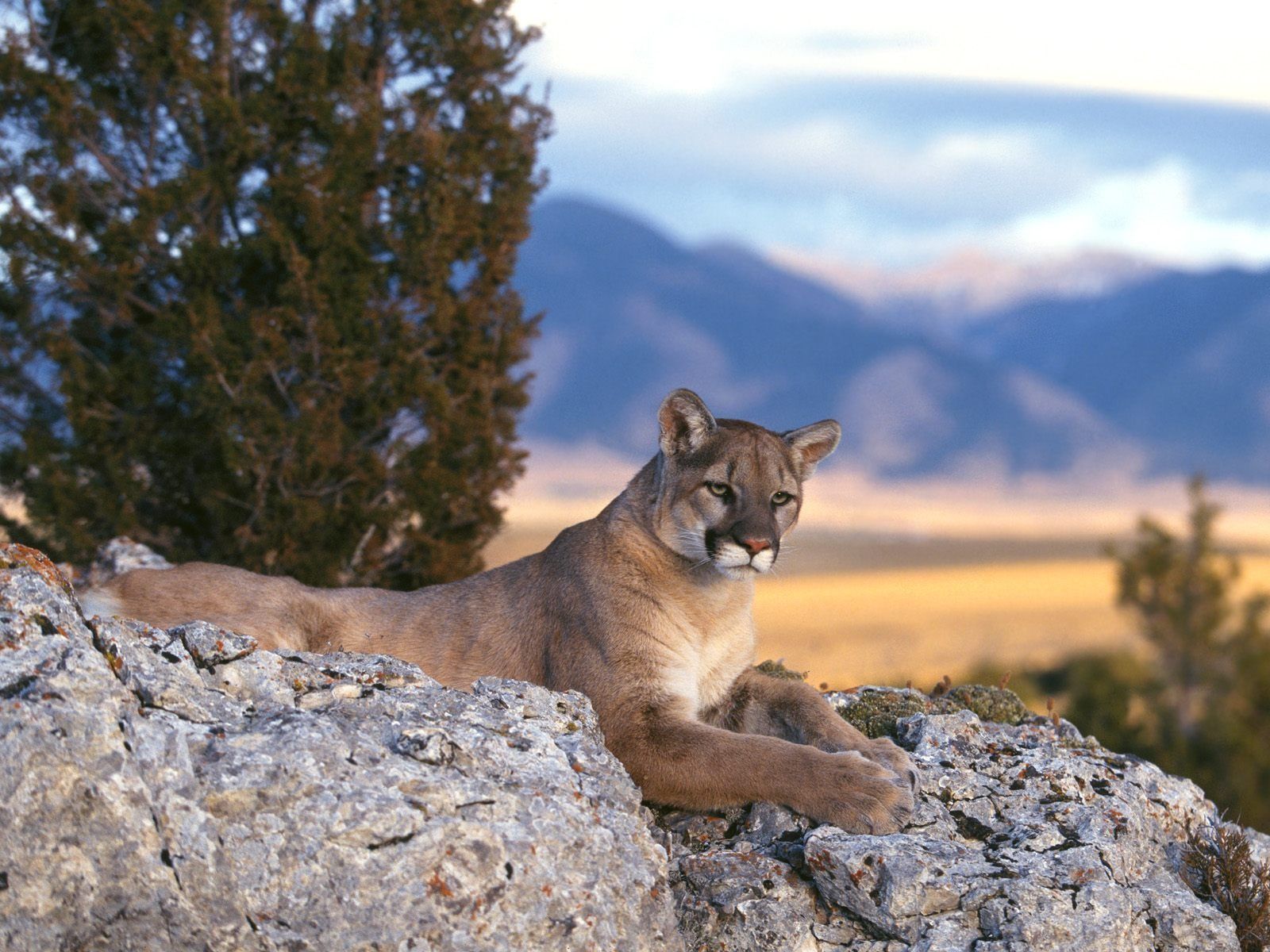 Puma che salta nella neve, abbigliamento sportivo, 1920x1200 Full HD+, Desktop