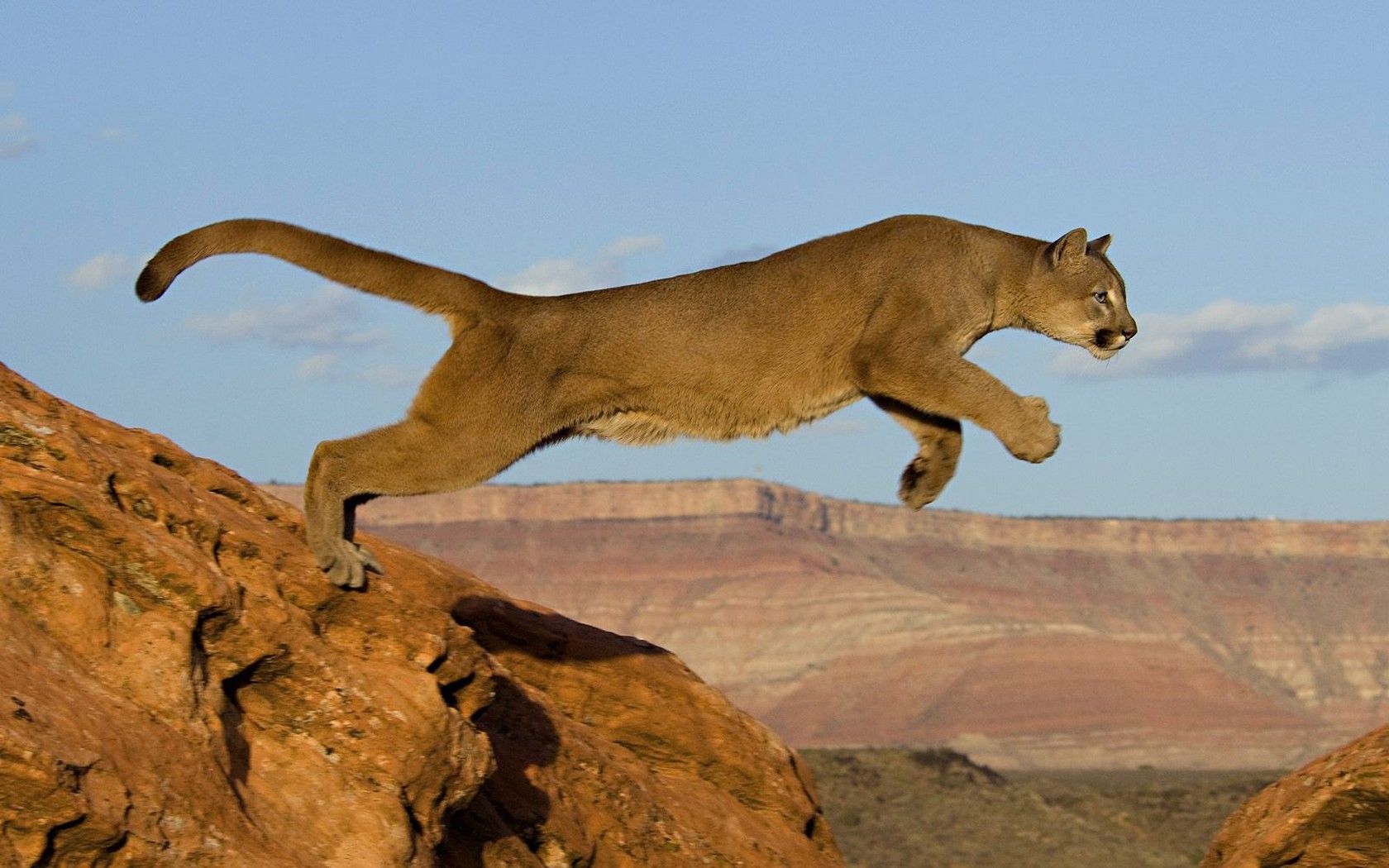 Cuccioli di puma su rocce, 2100x1575 alta risoluzione, PC