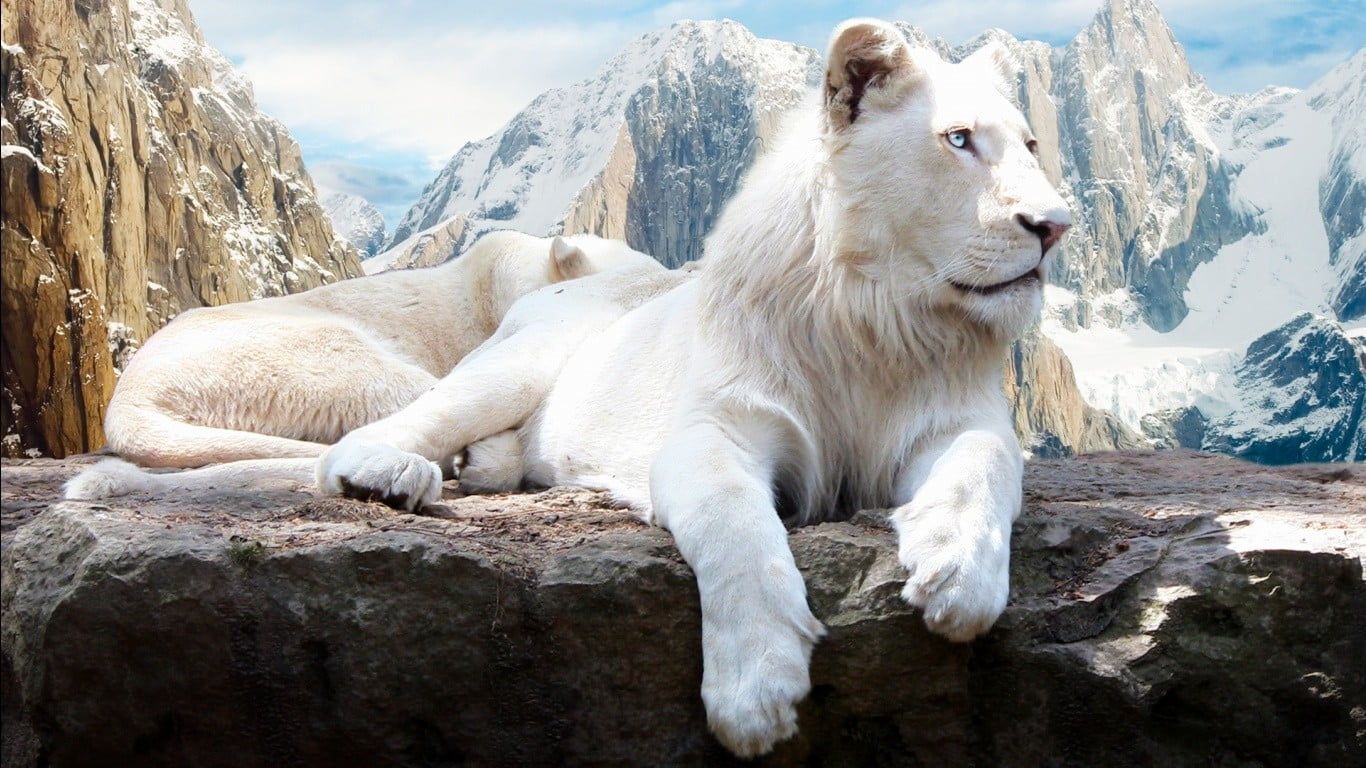 Puma madre e cucciolo neve, 2559x1328 alta risoluzione, Desktop