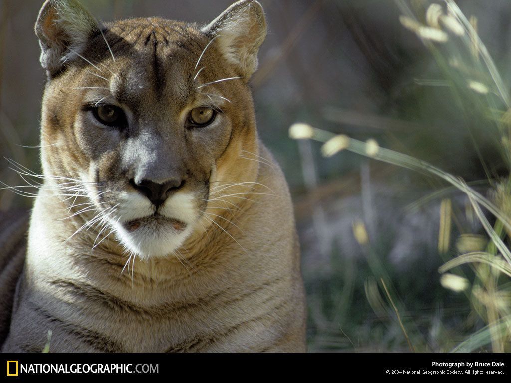 Puma con cuccioli su roccia, 1600x900 HD Ready, Laptop