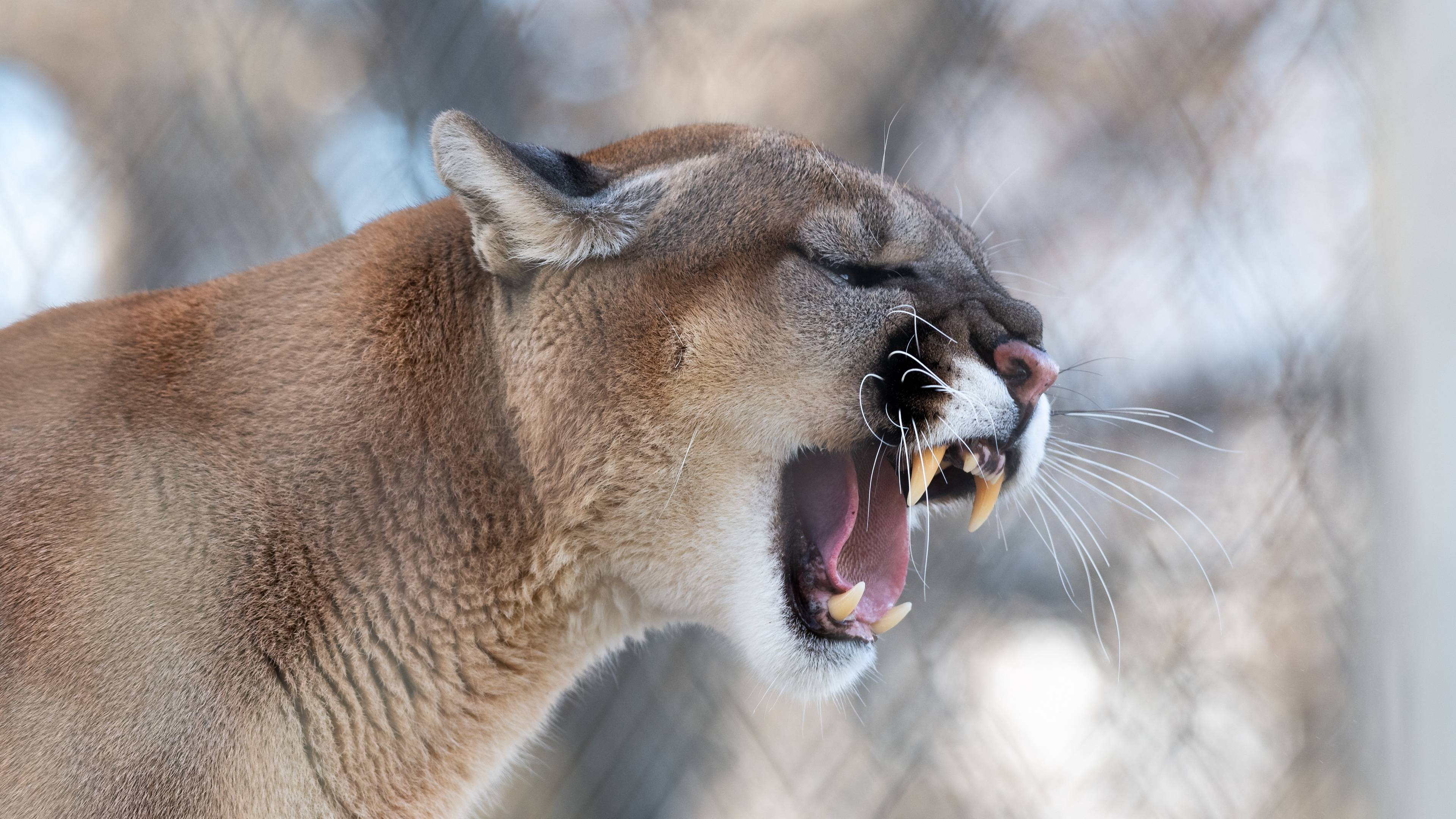 Puma sdraiato tra erba, 1024x768 HD, PC Desktop