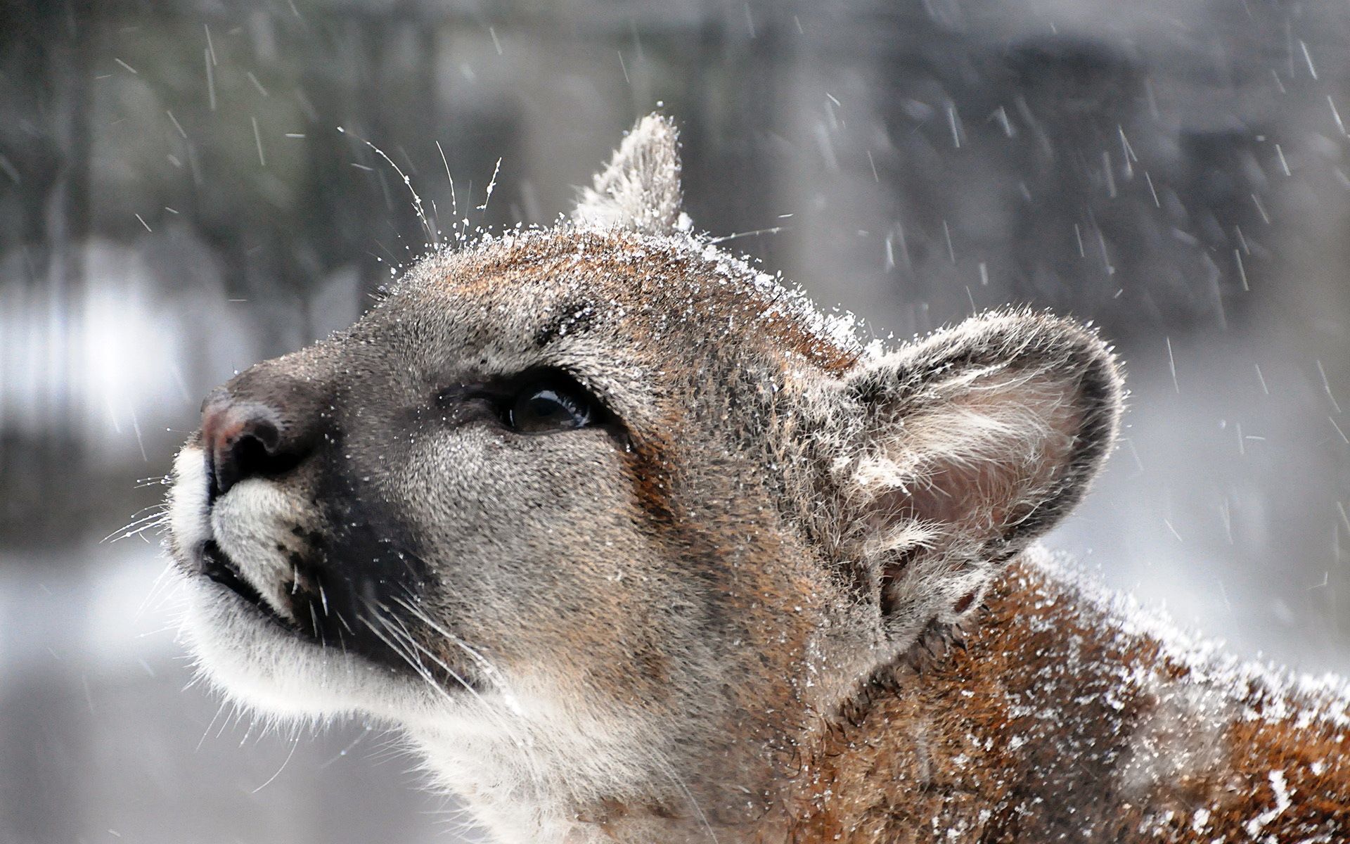 Puma ruggente denti scoperti, 3840x2160 UHD, PC 4K