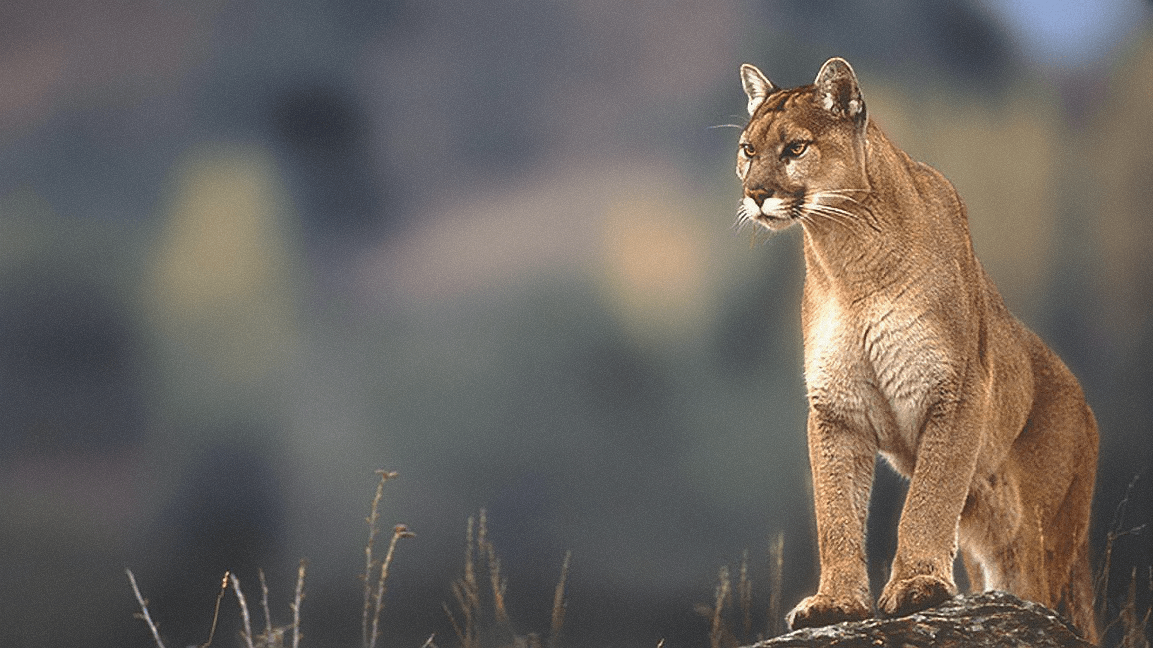 Puma sdraiato su roccia, 1600x1200 900p, MacBook Air
