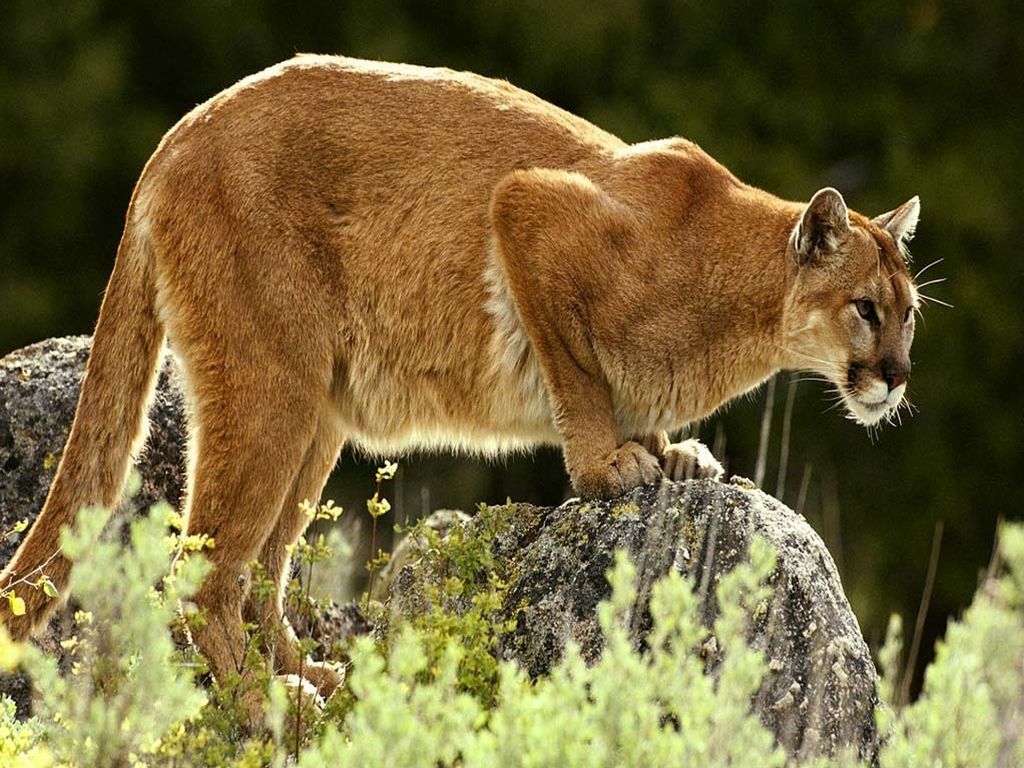 Puma nella neve profilo, 1920x1200 Full HD+ WUXGA, Desktop