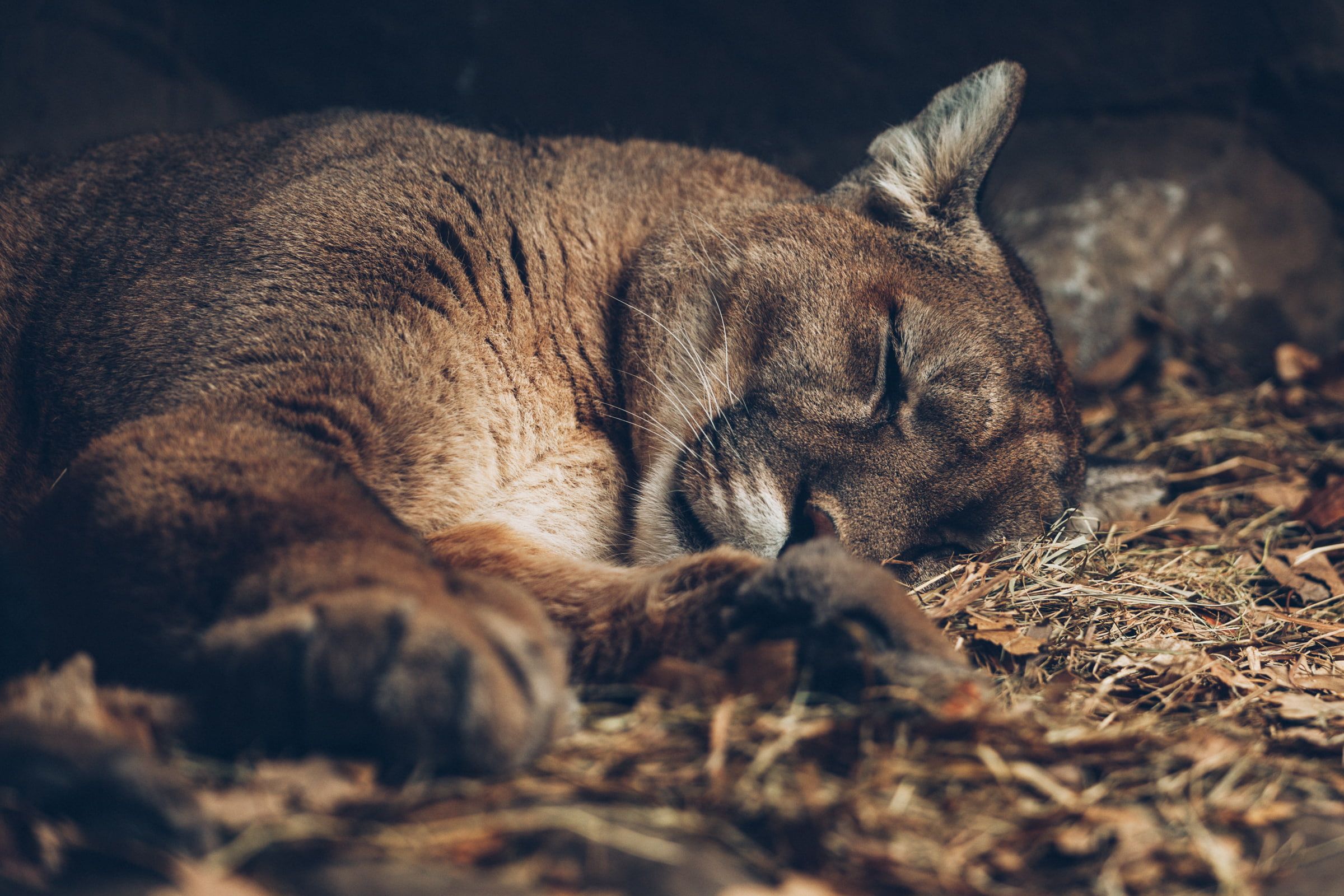 Puma su roccia, 1024x768 HD, Laptop
