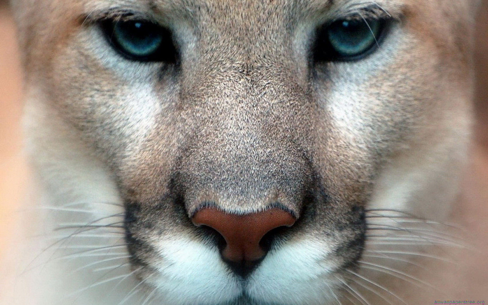 Puma addormentato su foglie, 2400x1600 Hi-Res, Desktop